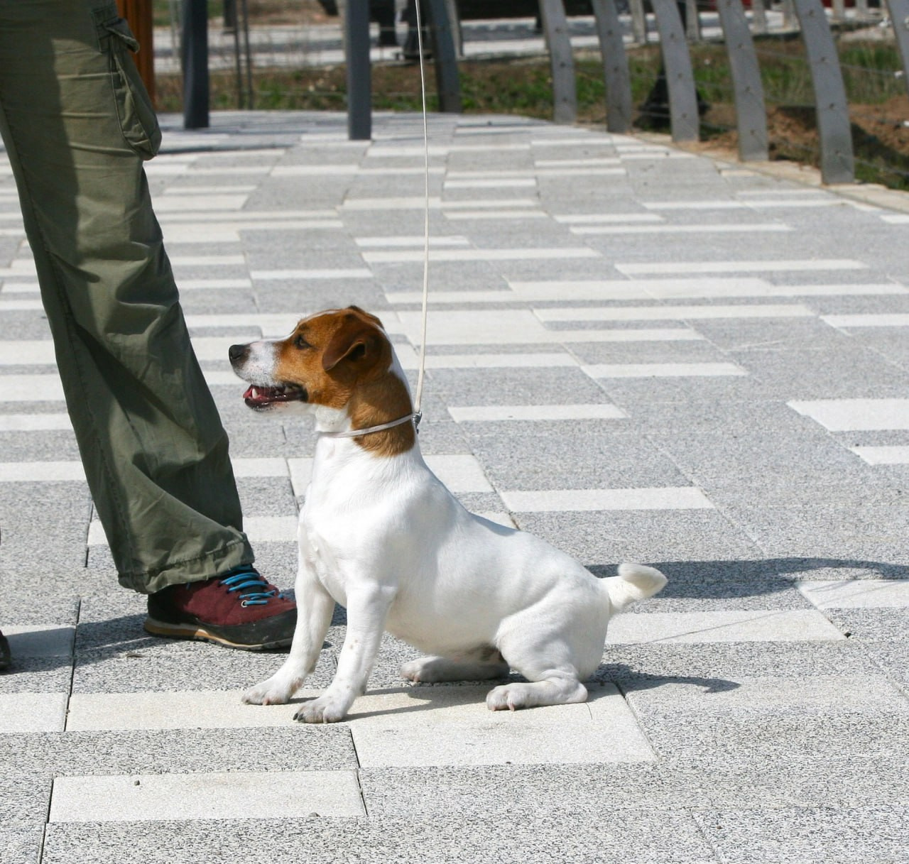 Diskaydzheks Uma Turman. Lovely-Orange питомник джек рассел терьеров
