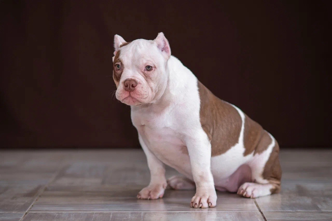 Свободные щенки Американский Булли в Иркутске. Питомник собак Иркутск