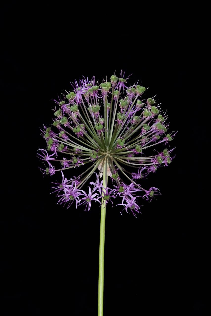 Ботаника. Елизавета БаковА