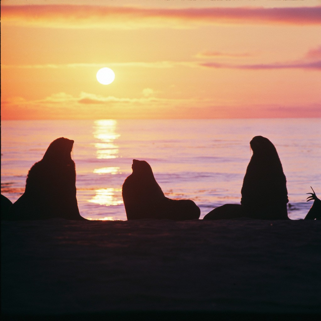 Командорские острова. ВАДИМ ГИППЕНРЕЙТЕР — ВЕЛИКИЙ ФОТОГРАФ ЗЕМЛИ РУССКОЙ