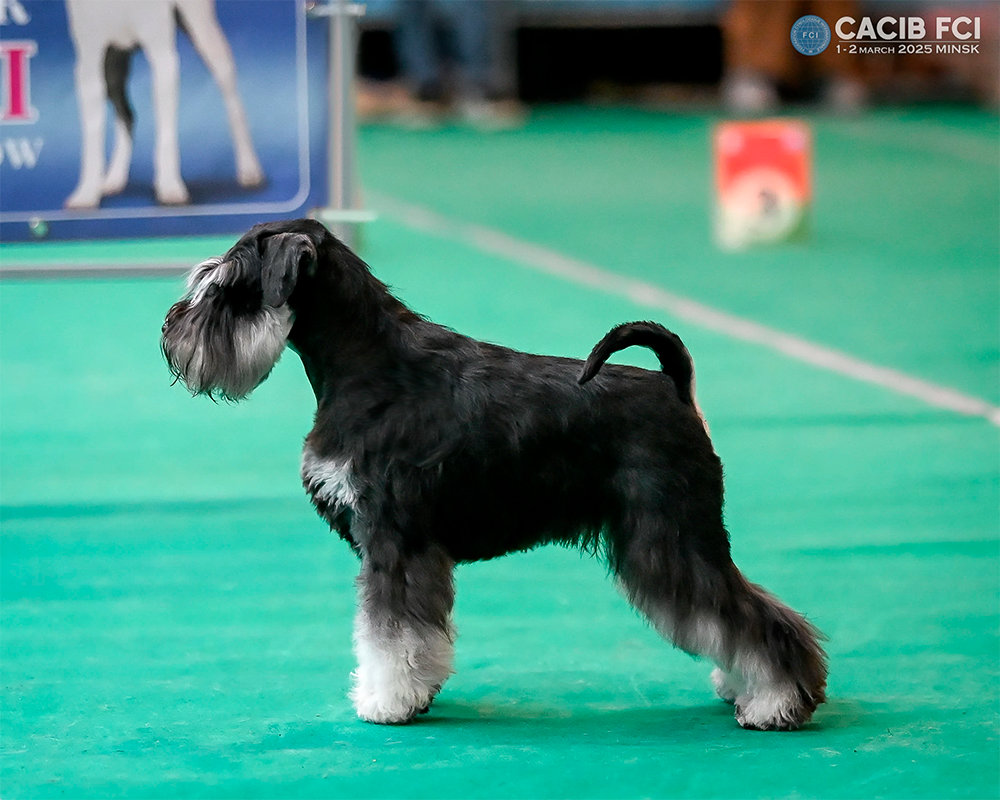 Харли/ Delinso Balance Ultima Gail. Питомник цвергшнауцеров в Беларуси «Делинсо Бэлэнс»