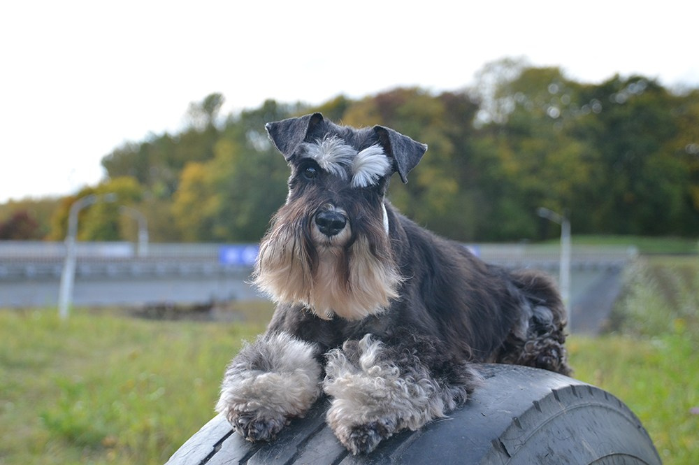 Питомник Делинсо Бэлэнс, щенки цвергшнауцера, купить щенка цвергшнауцера, питомник цвергшнауцеров, кобель цвергшнауцера для вязки, щенок цвергшнауцера, питомник цвергшнауцеров, черный с серебром, цверг, лучший питомник в беларуси, питомник цвергшнауцеров минск