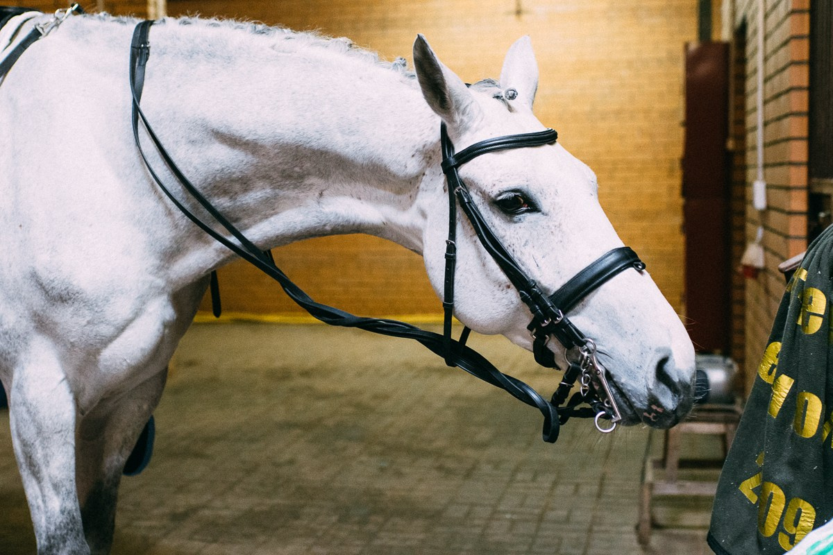 Выездка КСК «Дерби». Репортажный и семейный фотограф в Санкт-Петербурге Тарас Марченко