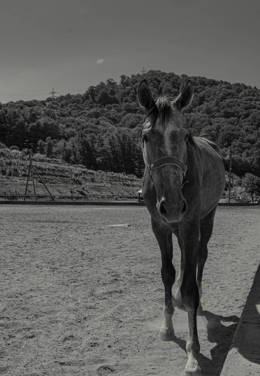 Фотосессия на конюшне в Сочи. Портфолио фотографа Анастасии Блохиной