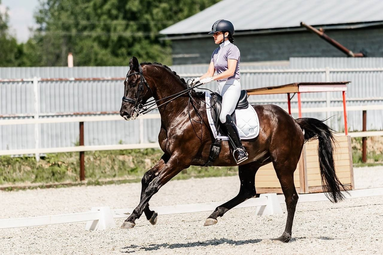 Чемпионат и Первенство Московской области по ВЫЕЗДКЕ, КСК «Эквиторус». Конный фотограф Куракина Дарья • Фотосессии с лошадьми