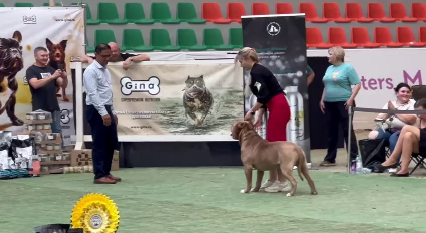 Участие в выставках. Американские булли XL в г. Калининград. Питомник Great Bully UNIVERSE