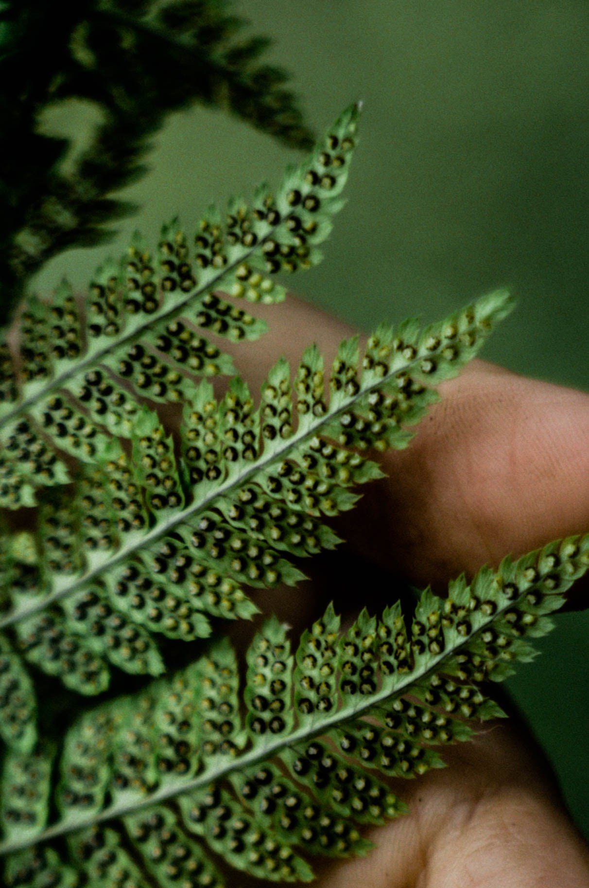 Лесное. Лена. Фотограф в Нижнем Новгороде