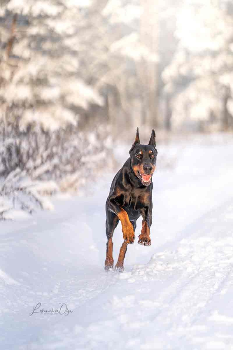 Ганс и Мика. Фотограф анималист Ольга Луканенкова в Москве