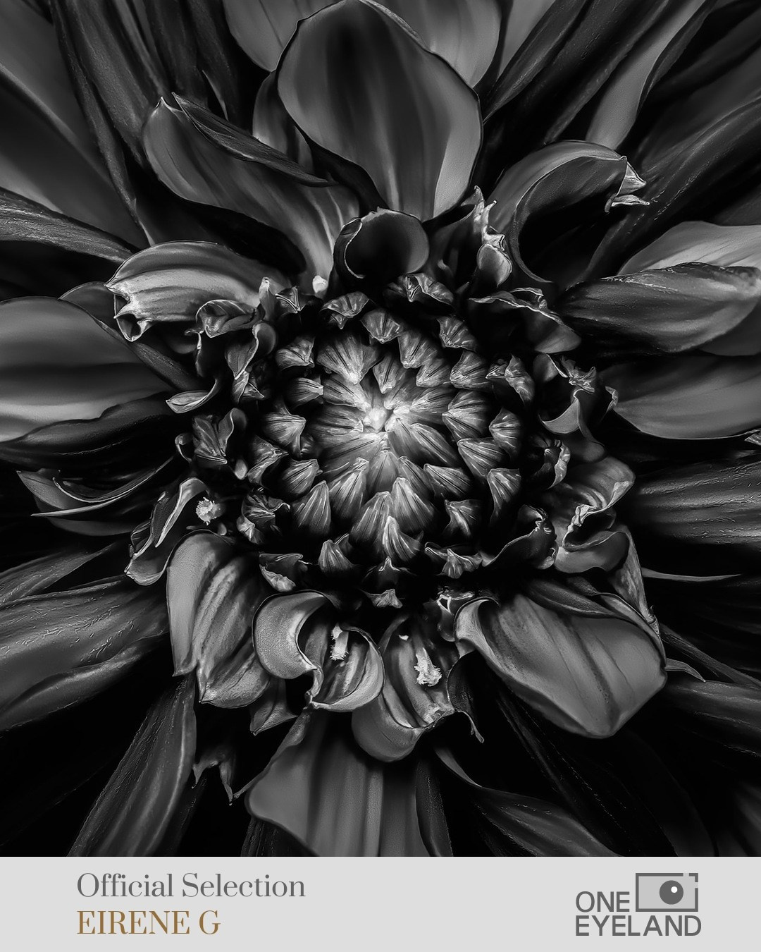 ONEEYELAND GALLERY. Eirene G |  Photoartist | Flowers from my garden