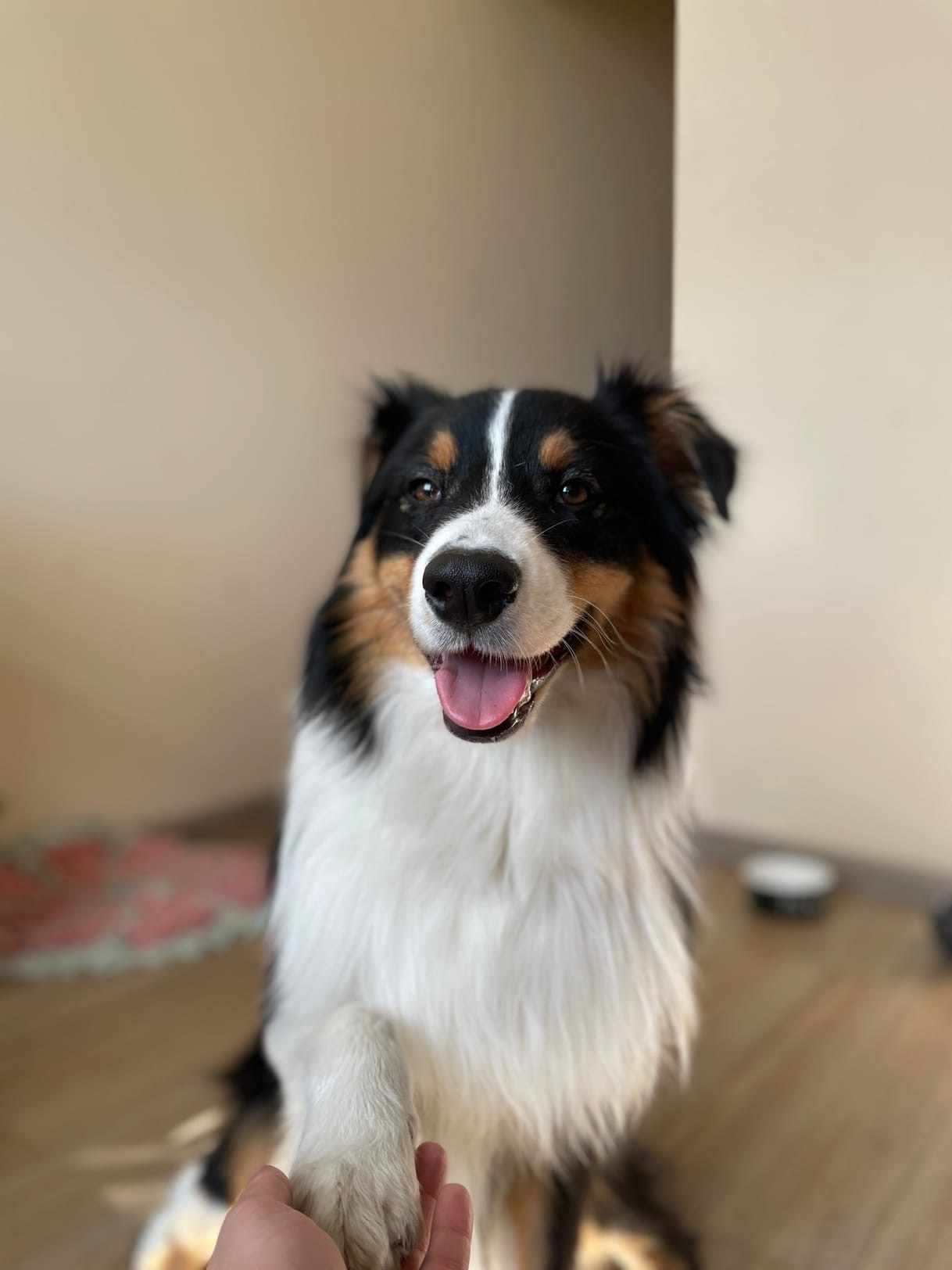 Рем. BLGKV питомник собак