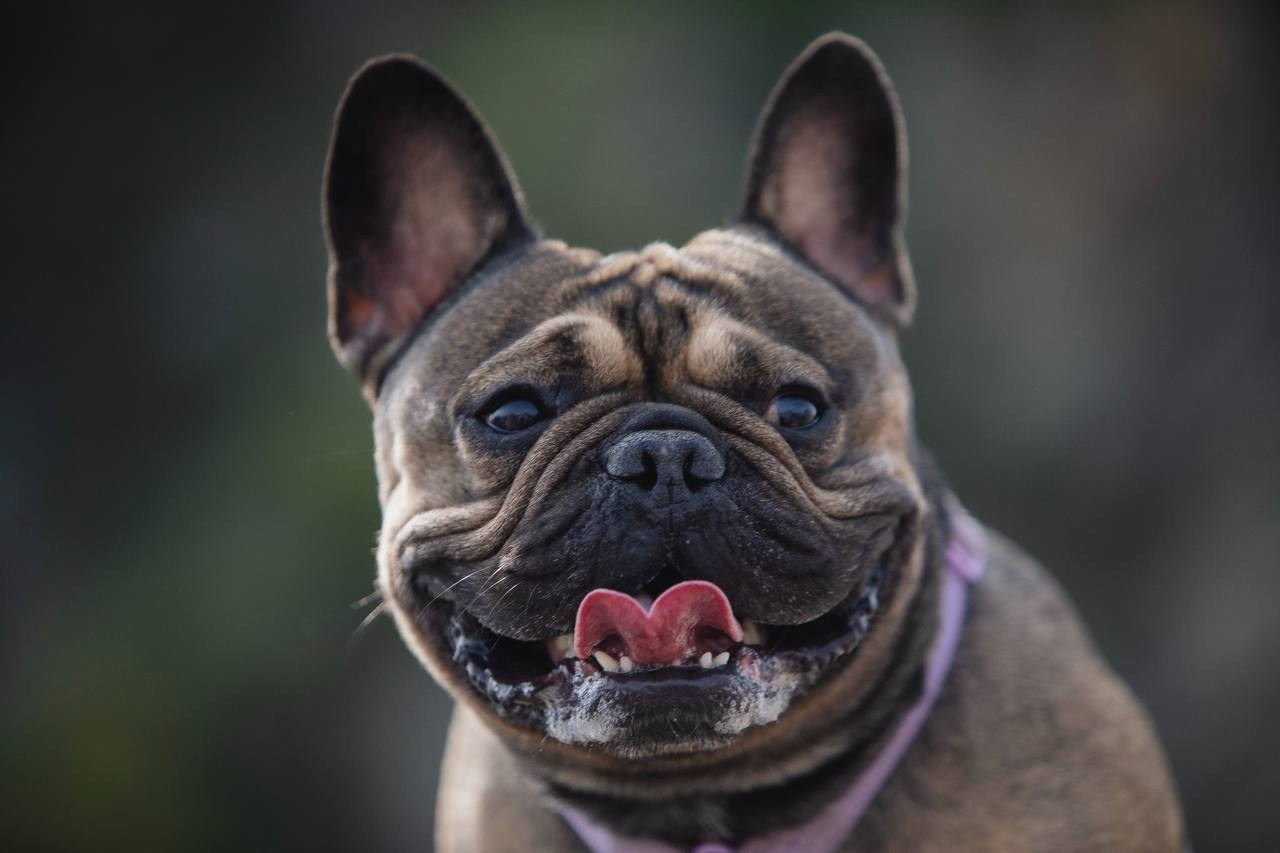Фото Прогулки. Семейный фотограф анималист г. Находка