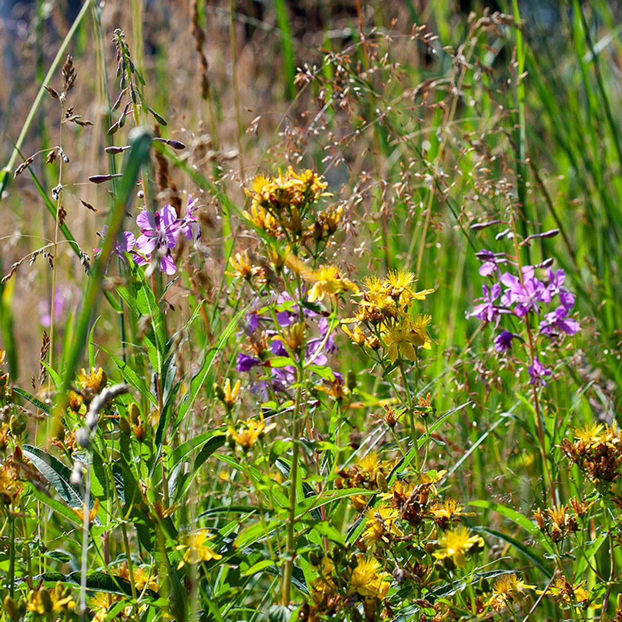 Травы. Природа севера