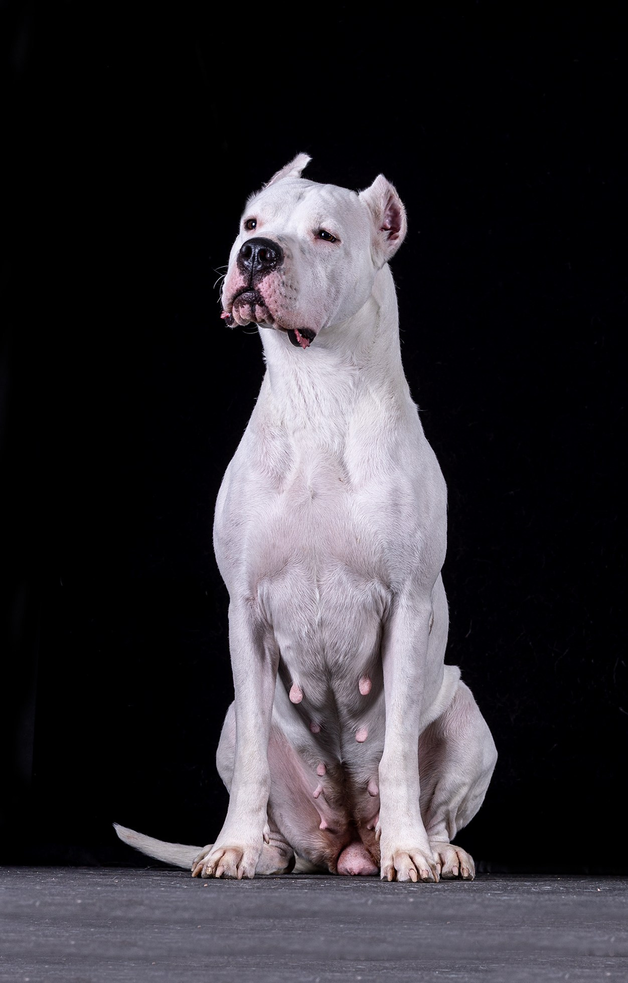 НА ЧЕРНОМ. Борис Артамонов фотограф — анималист. Москва