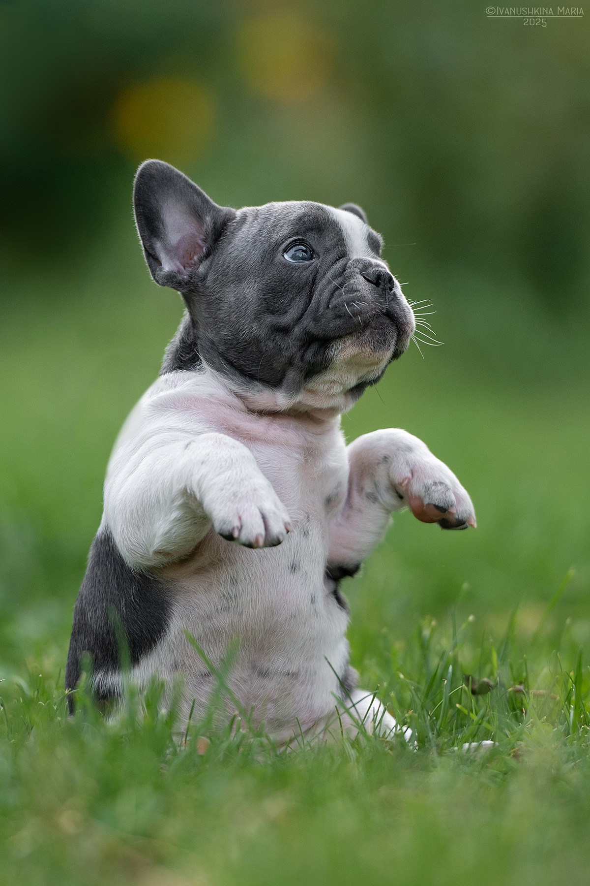 Фотосессия щенков на продажу. Фотограф собак в Москве и Московской области Иванушкина Мария