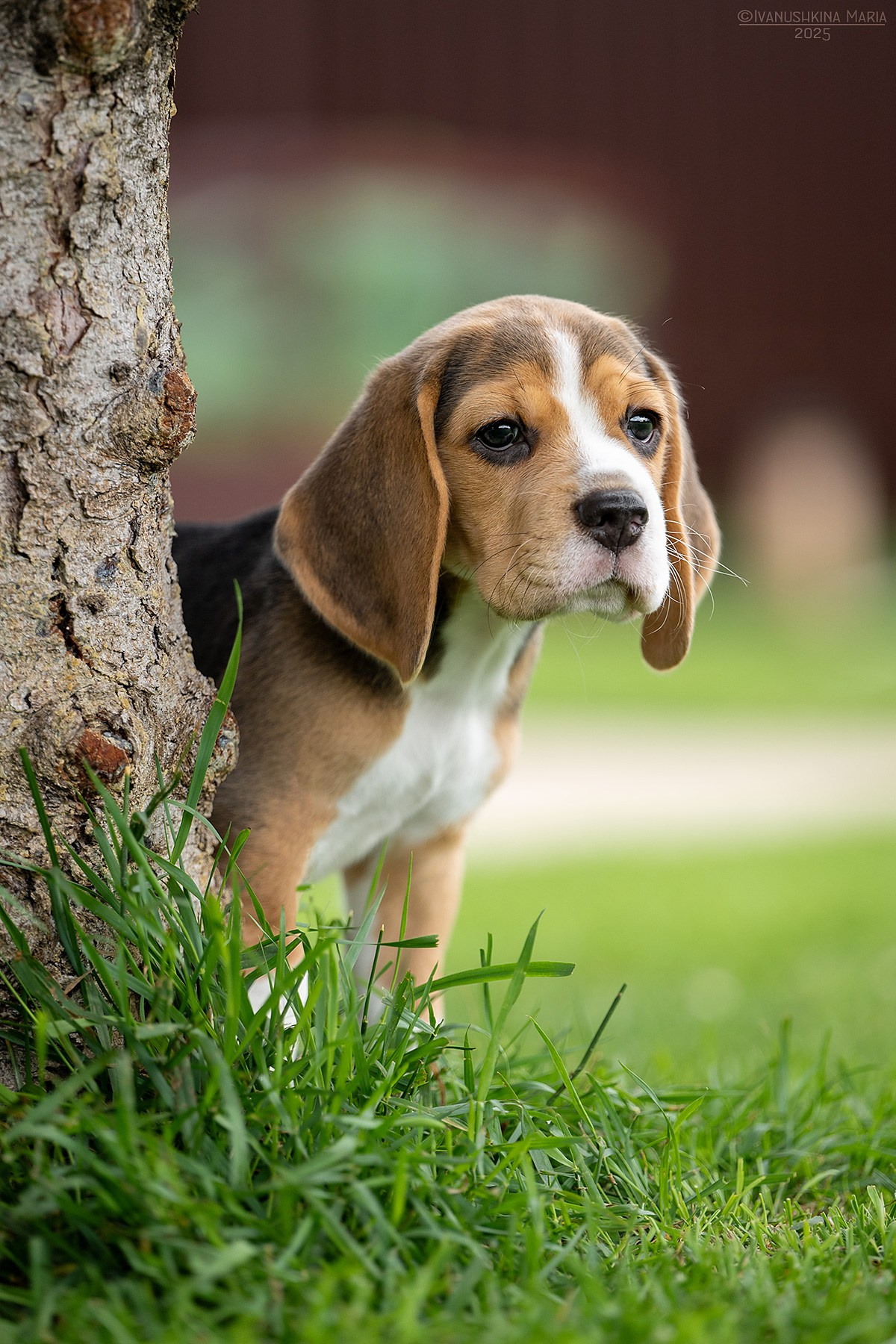 Фотосессия щенков на продажу. Фотограф собак в Москве и Московской области Иванушкина Мария