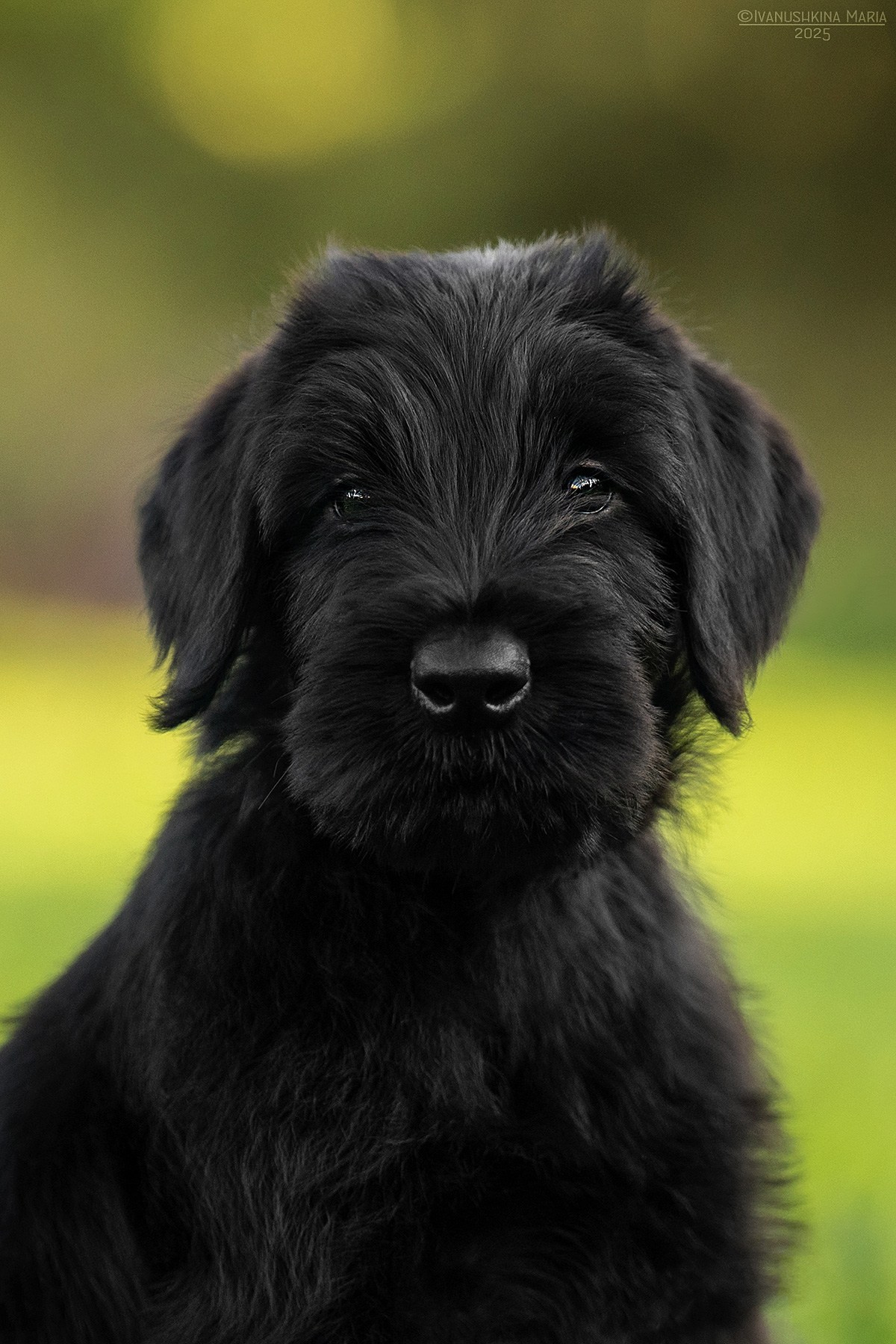 Фотосессия щенков на продажу. Фотограф собак в Москве и Московской области Иванушкина Мария