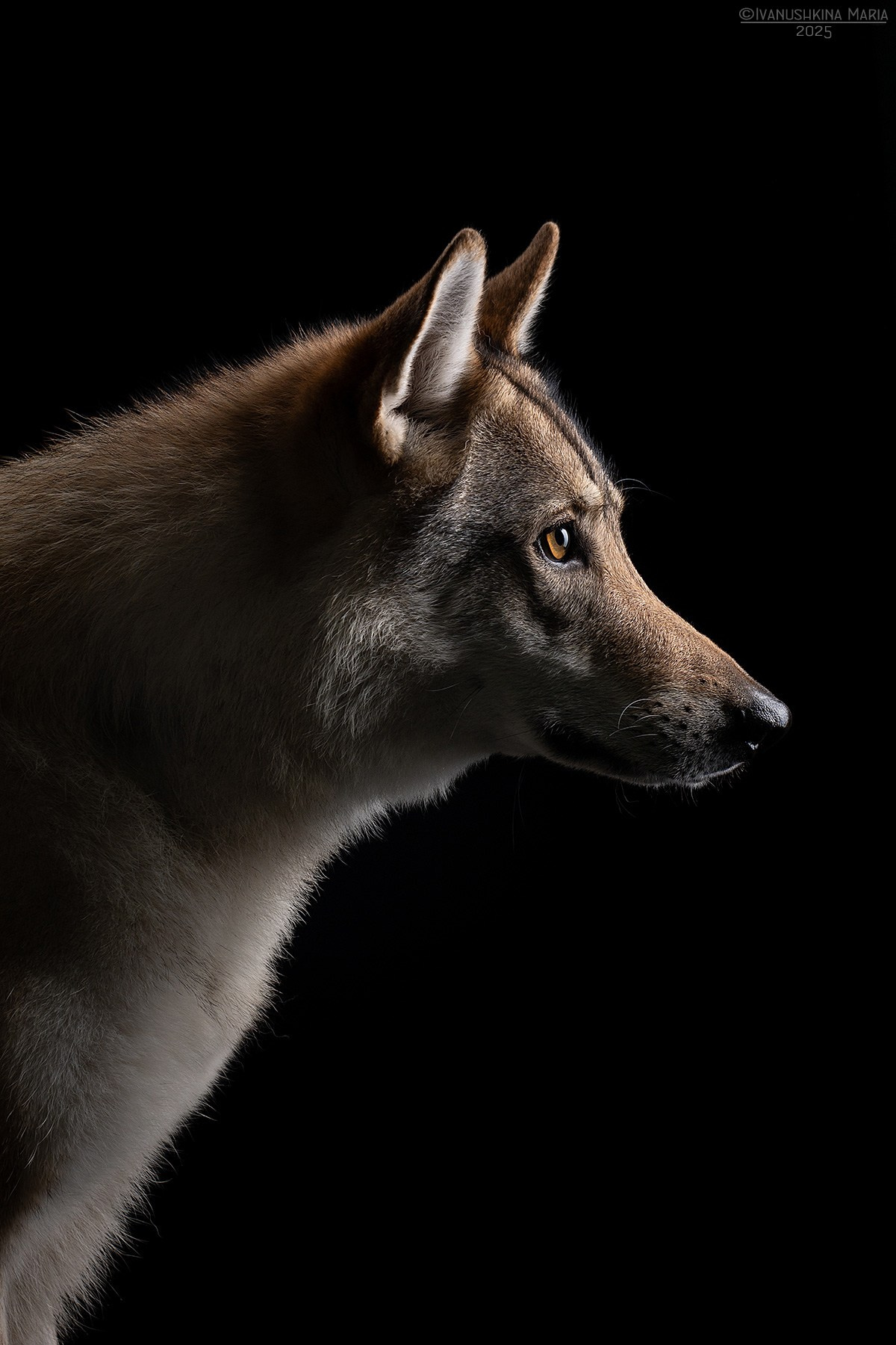 Фотосессия собаки в студии. Фотограф собак в Москве и Московской области Иванушкина Мария