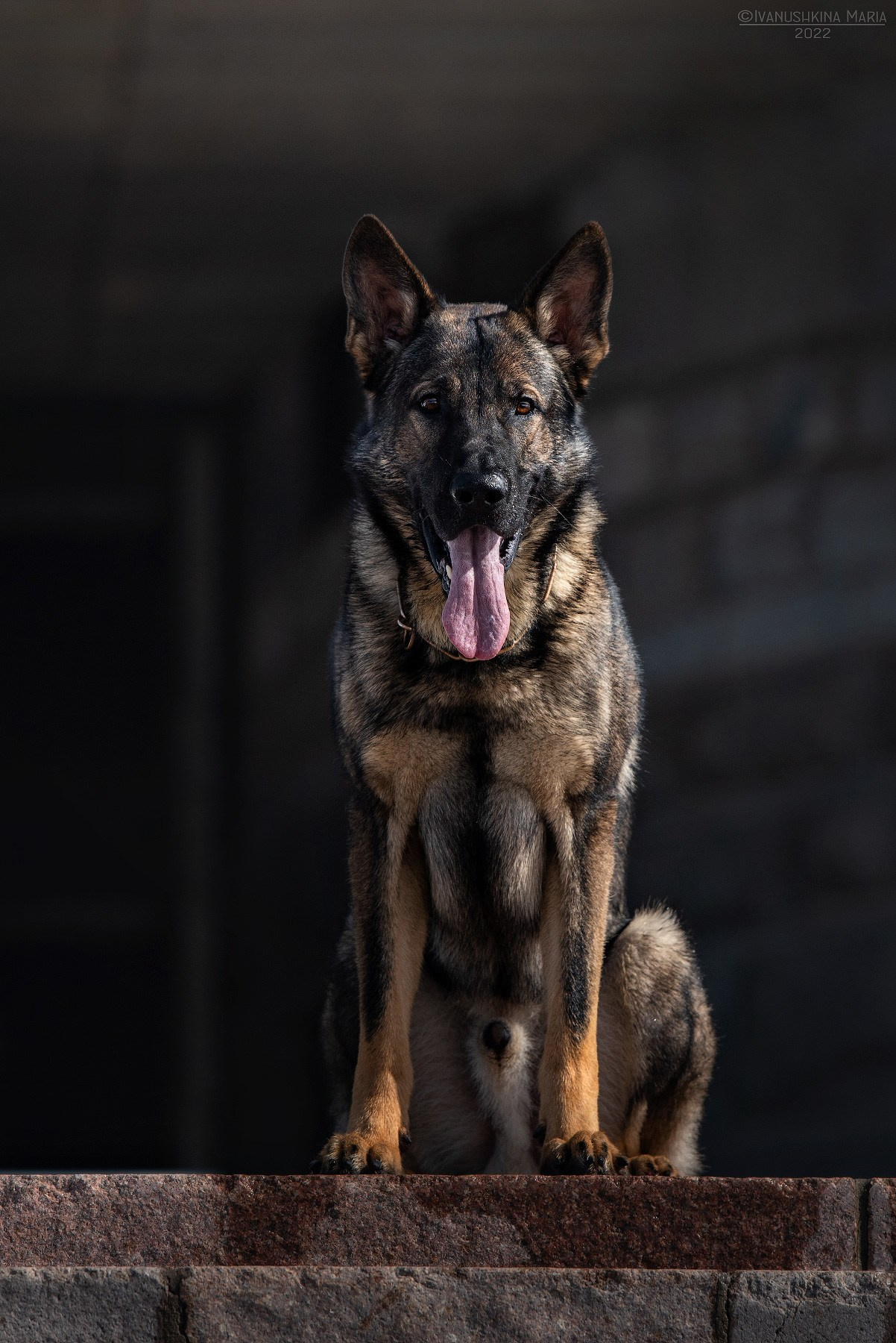 Фотограф-анималист. Фотограф собак в Москве и Московской области Иванушкина Мария