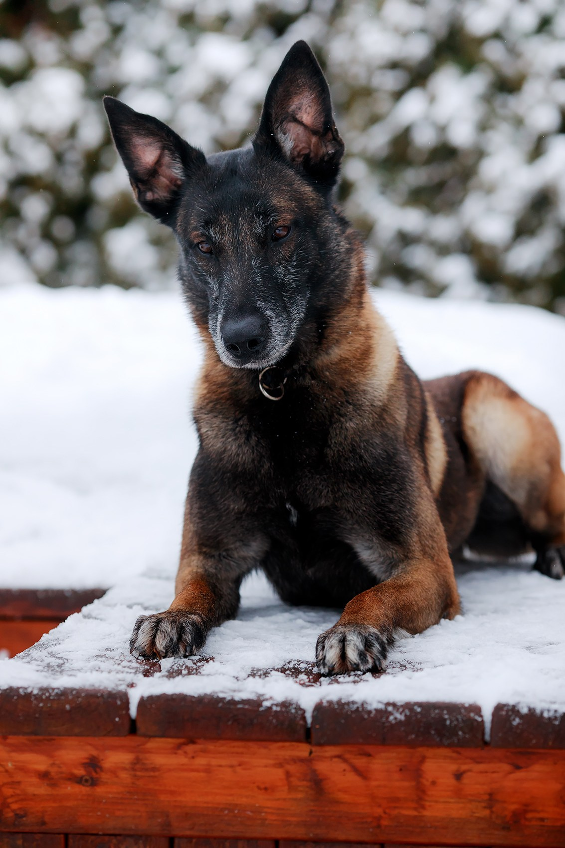Зимние портреты. Фотограф-анималист Mary Mart — Москва, Питер
