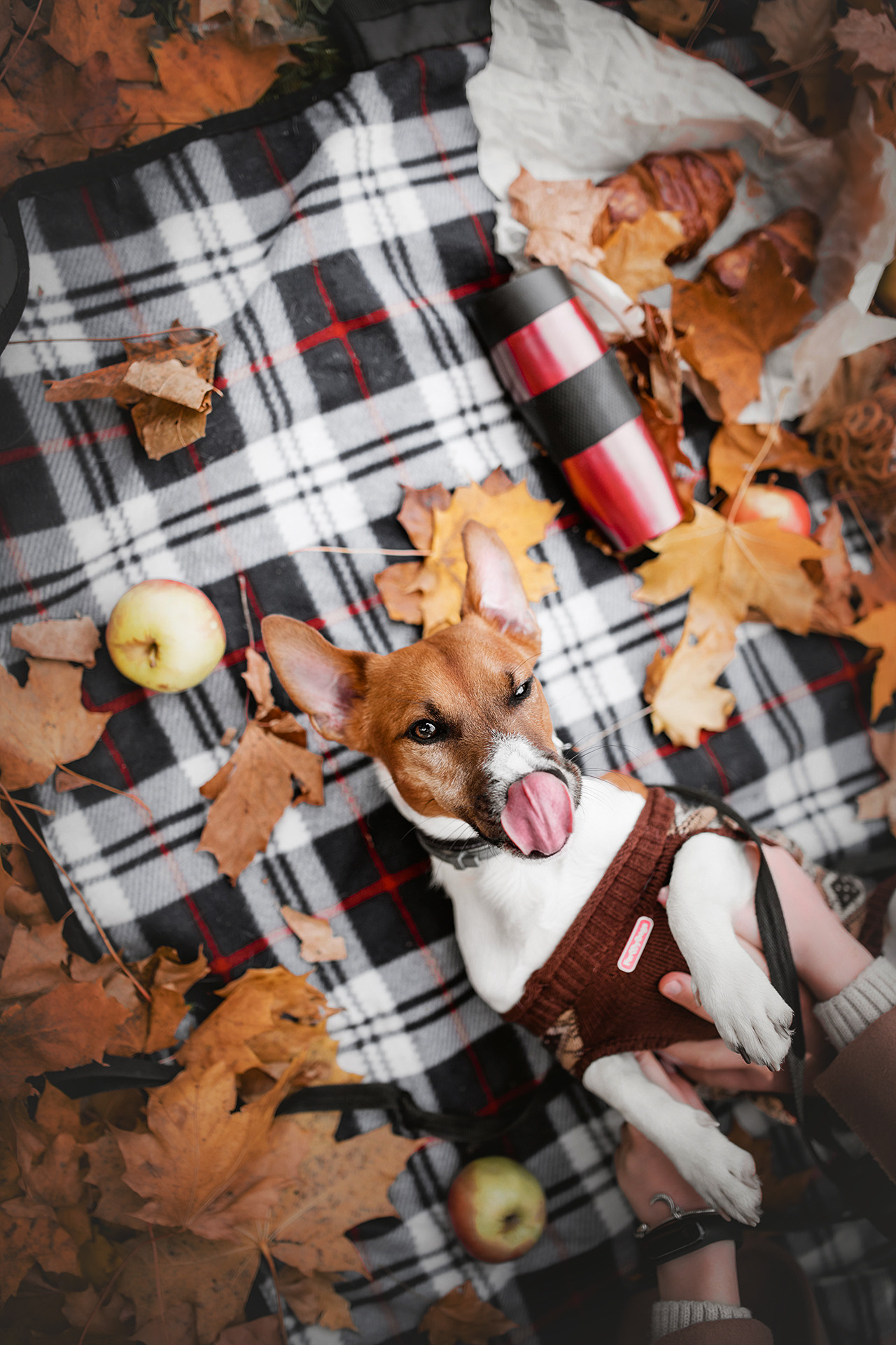 Ребята и Бумер. Фотограф-анималист • love-story • Санкт-Петербург