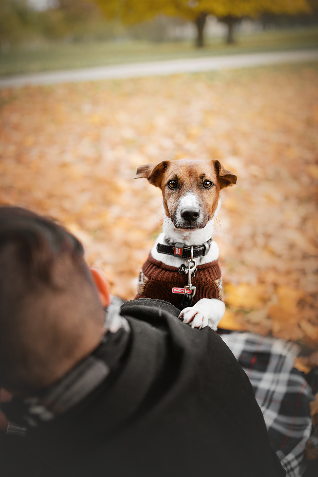 Ребята и Бумер. Фотограф-анималист • love-story • Санкт-Петербург