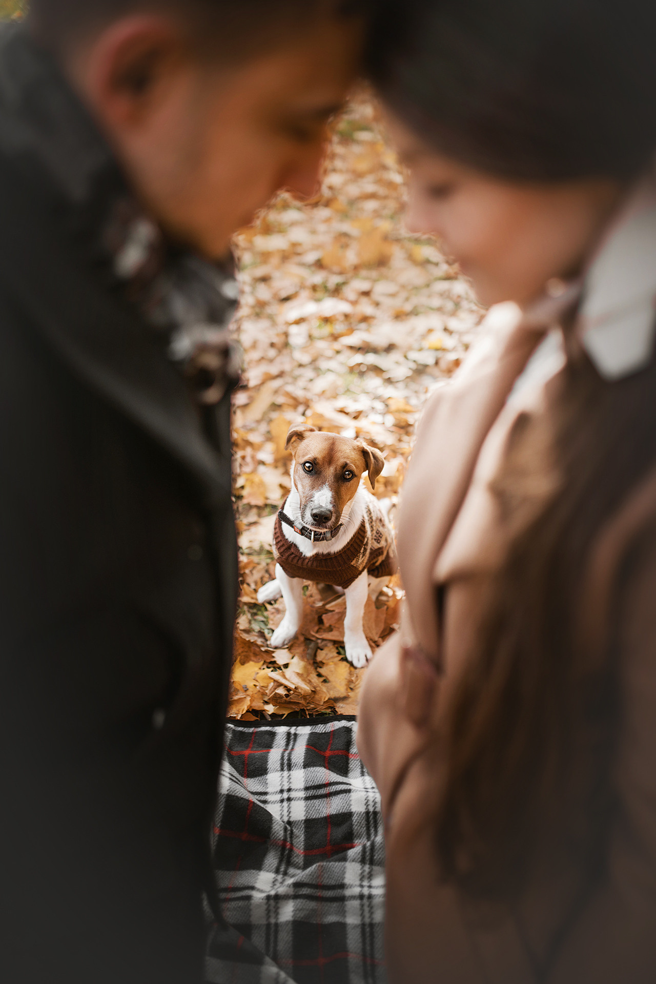 Ребята и Бумер. Фотограф-анималист • love-story • Санкт-Петербург