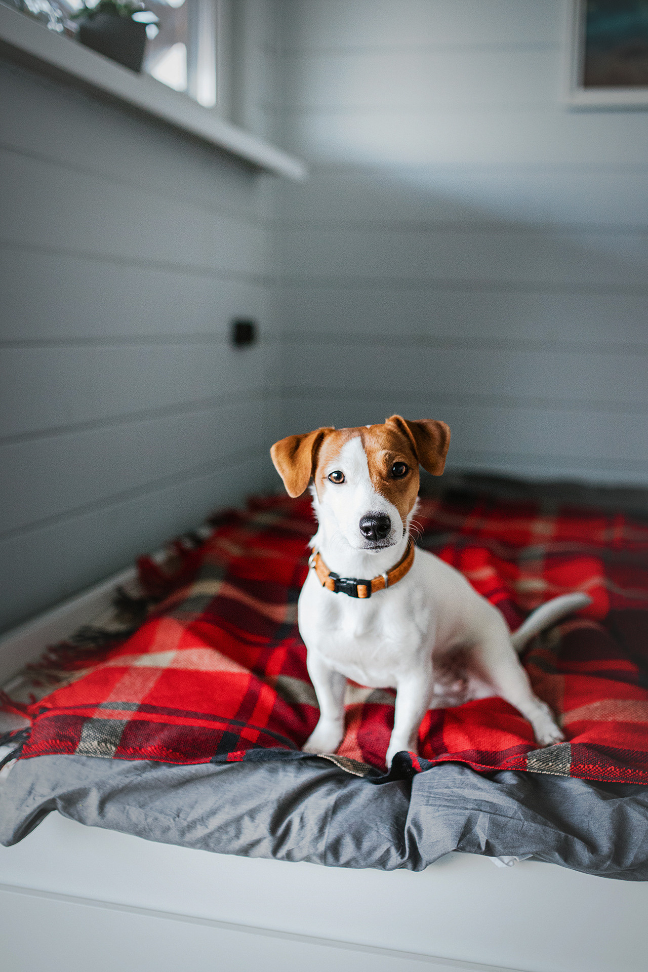 Лав-стори Насти и Ромы + джек рассел Рикси. Фотограф-анималист • love-story • Санкт-Петербург