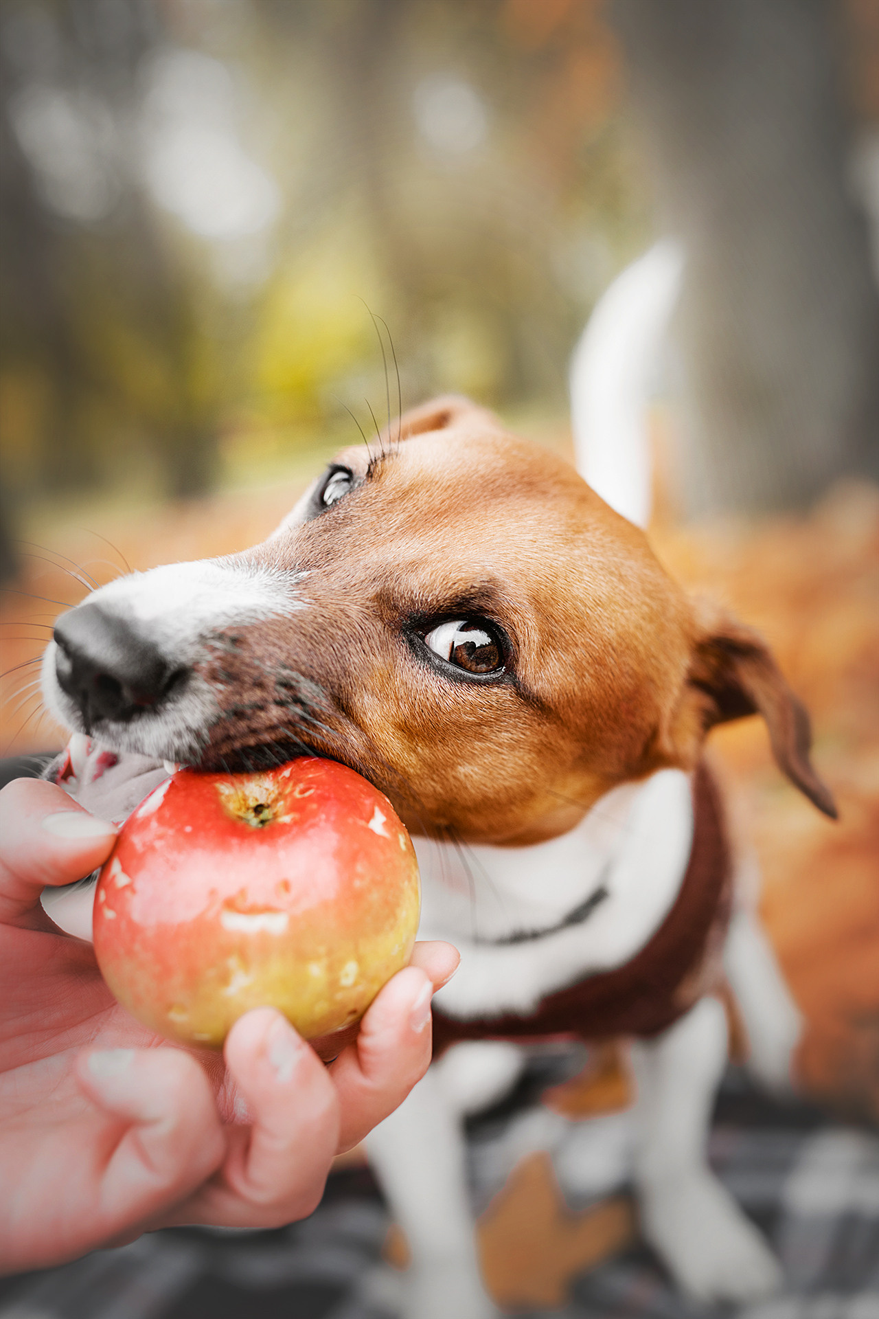 Ребята и Бумер. Фотограф-анималист • love-story • Санкт-Петербург