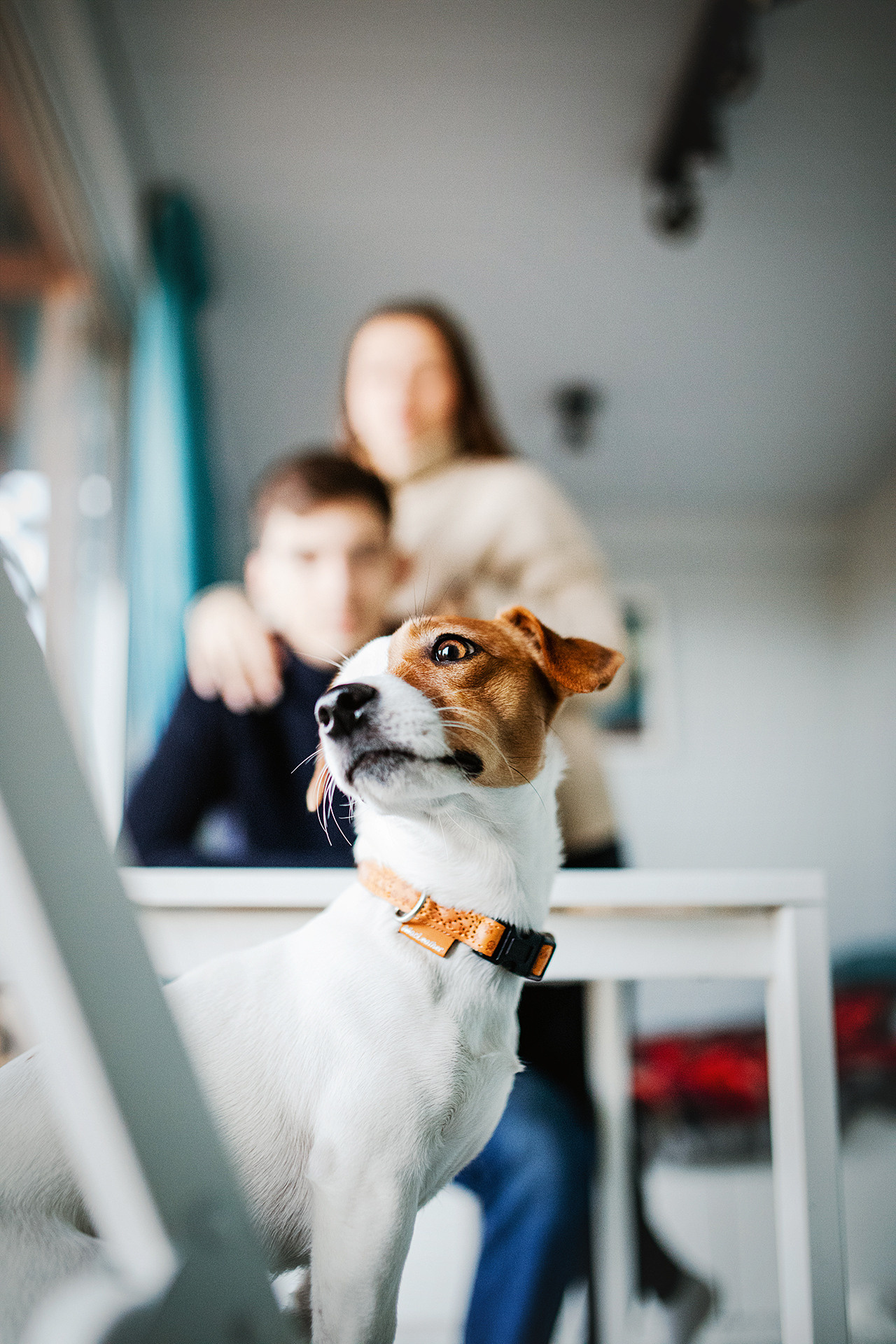 Лав-стори Насти и Ромы + джек рассел Рикси. Фотограф-анималист • love-story • Санкт-Петербург