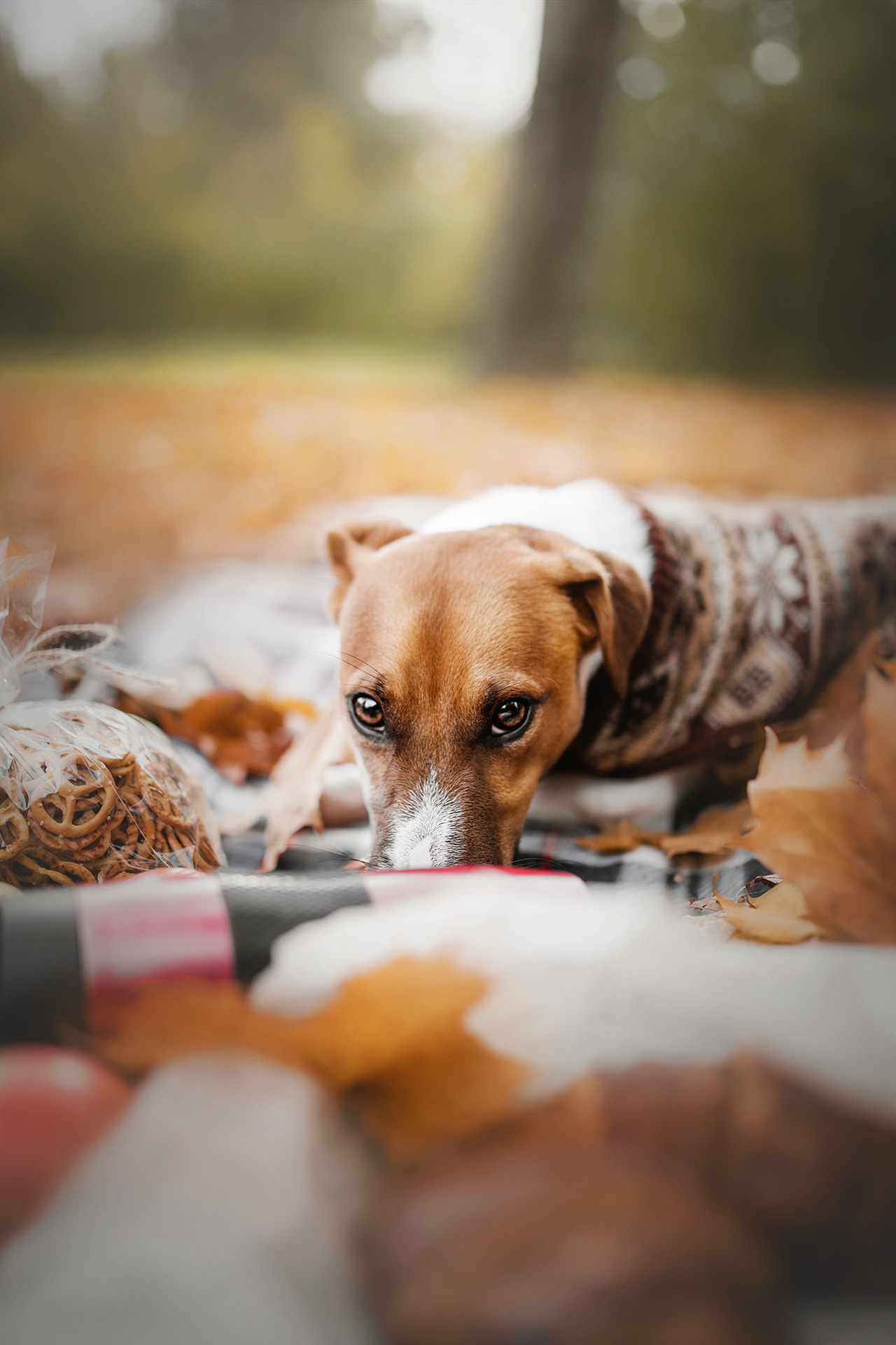 Ребята и Бумер. Фотограф-анималист • love-story • Санкт-Петербург