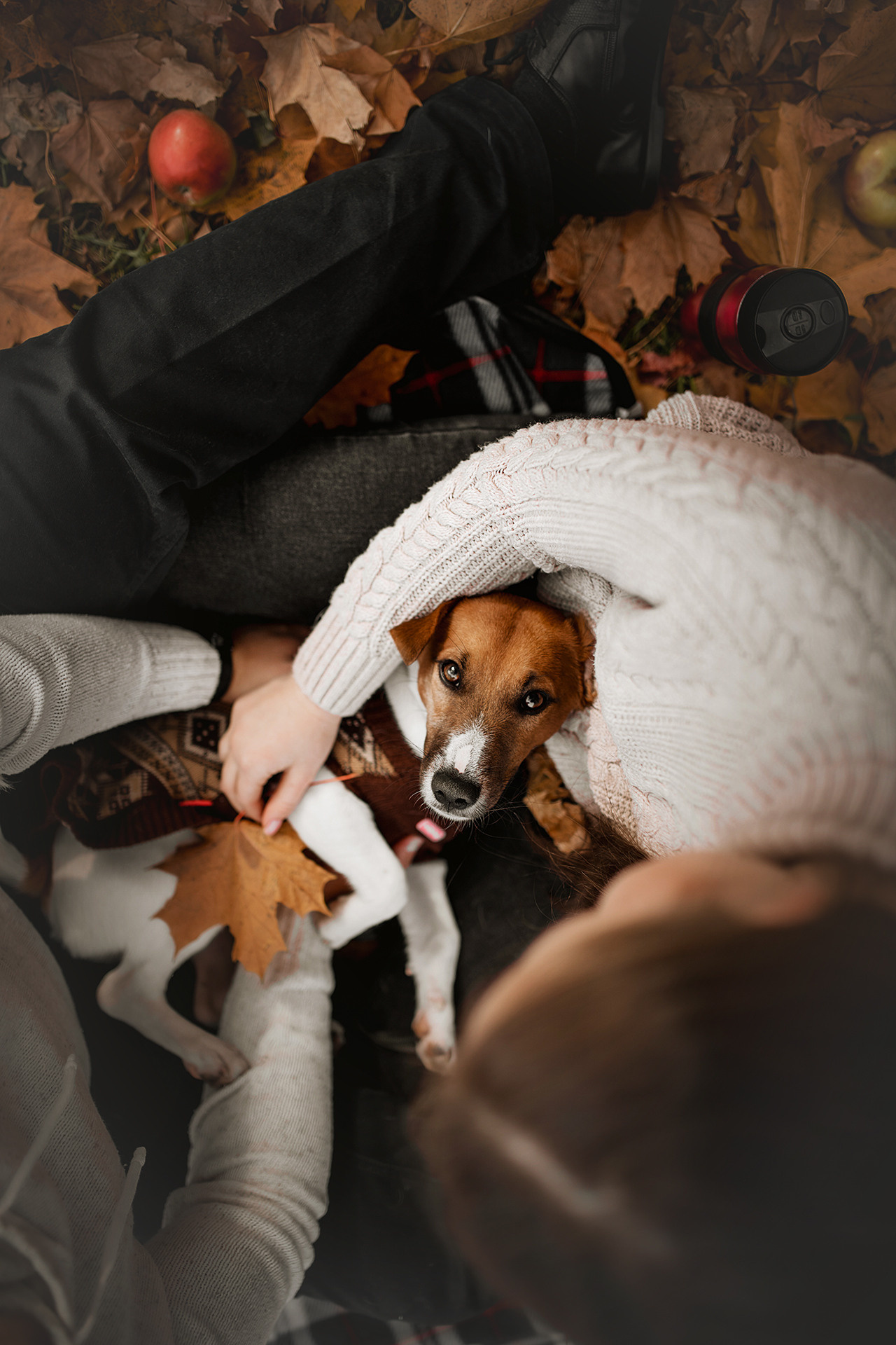 Ребята и Бумер. Фотограф-анималист • love-story • Санкт-Петербург