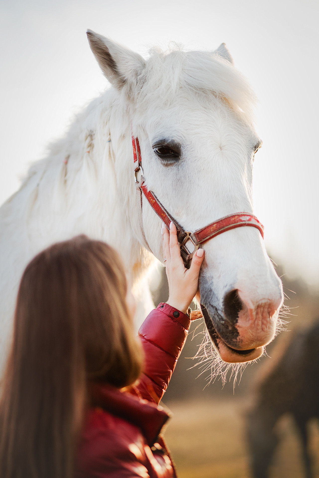 Лав-стори Насти и Ромы + джек рассел Рикси. Фотограф-анималист • love-story • Санкт-Петербург