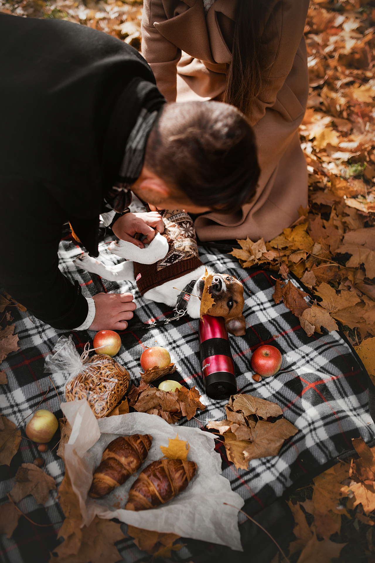 Ребята и Бумер. Фотограф-анималист • love-story • Санкт-Петербург