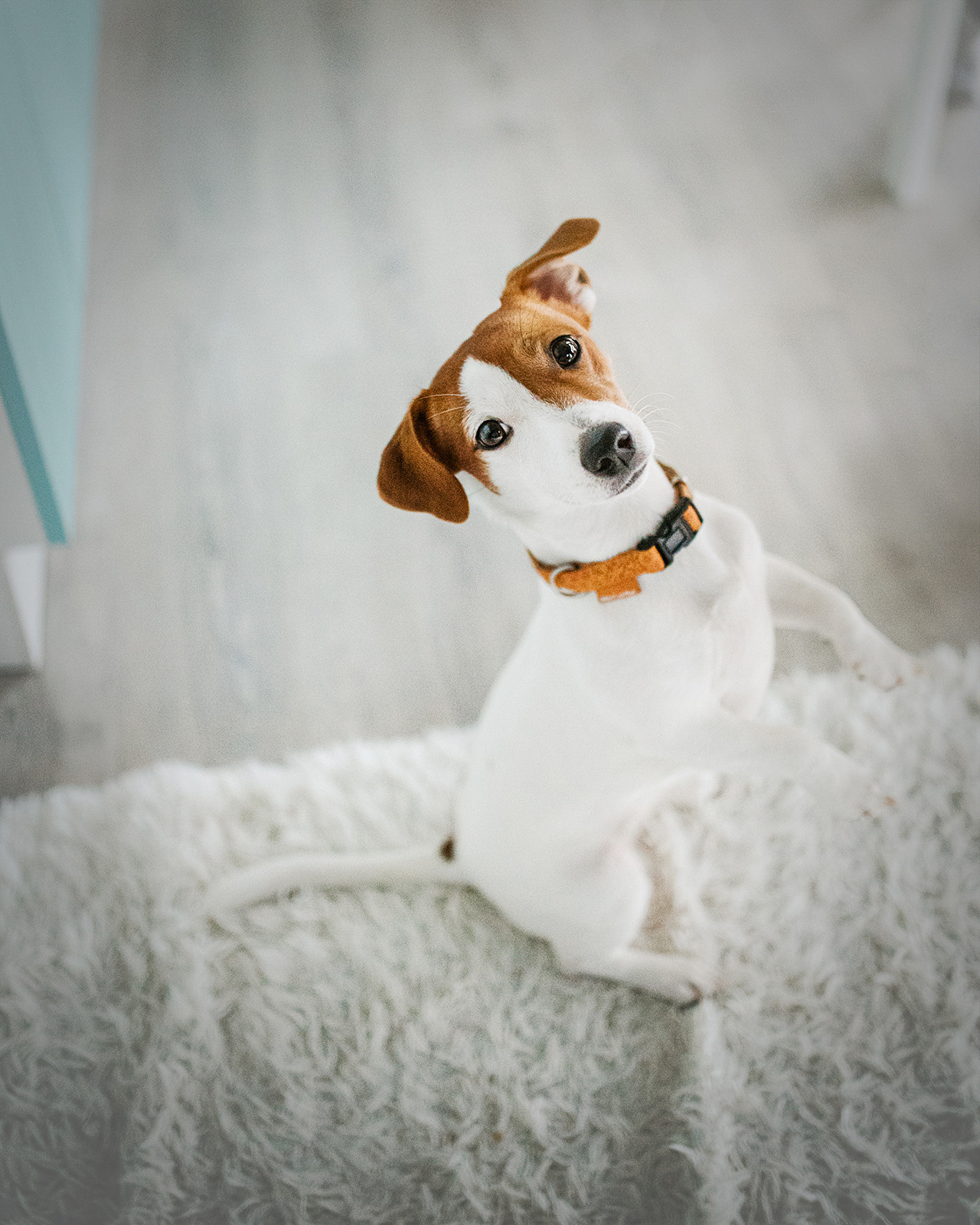 Лав-стори Насти и Ромы + джек рассел Рикси. Фотограф-анималист • love-story • Санкт-Петербург