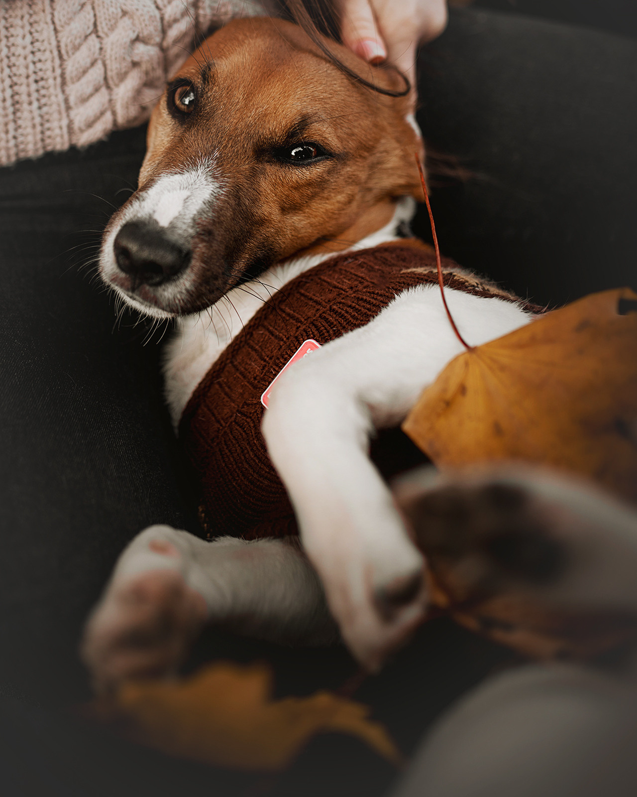 Ребята и Бумер. Фотограф-анималист • love-story • Санкт-Петербург