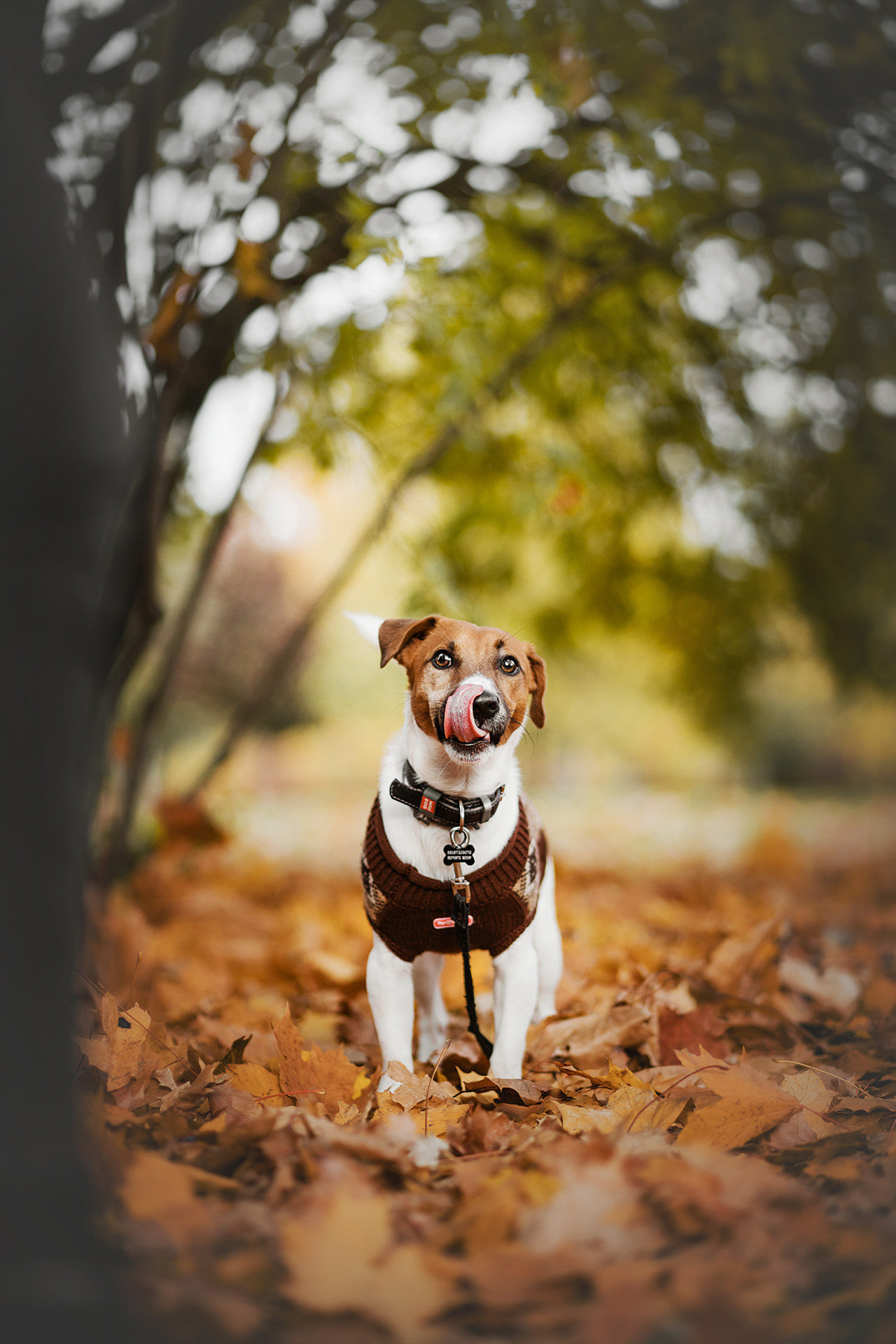 Ребята и Бумер. Фотограф-анималист • love-story • Санкт-Петербург