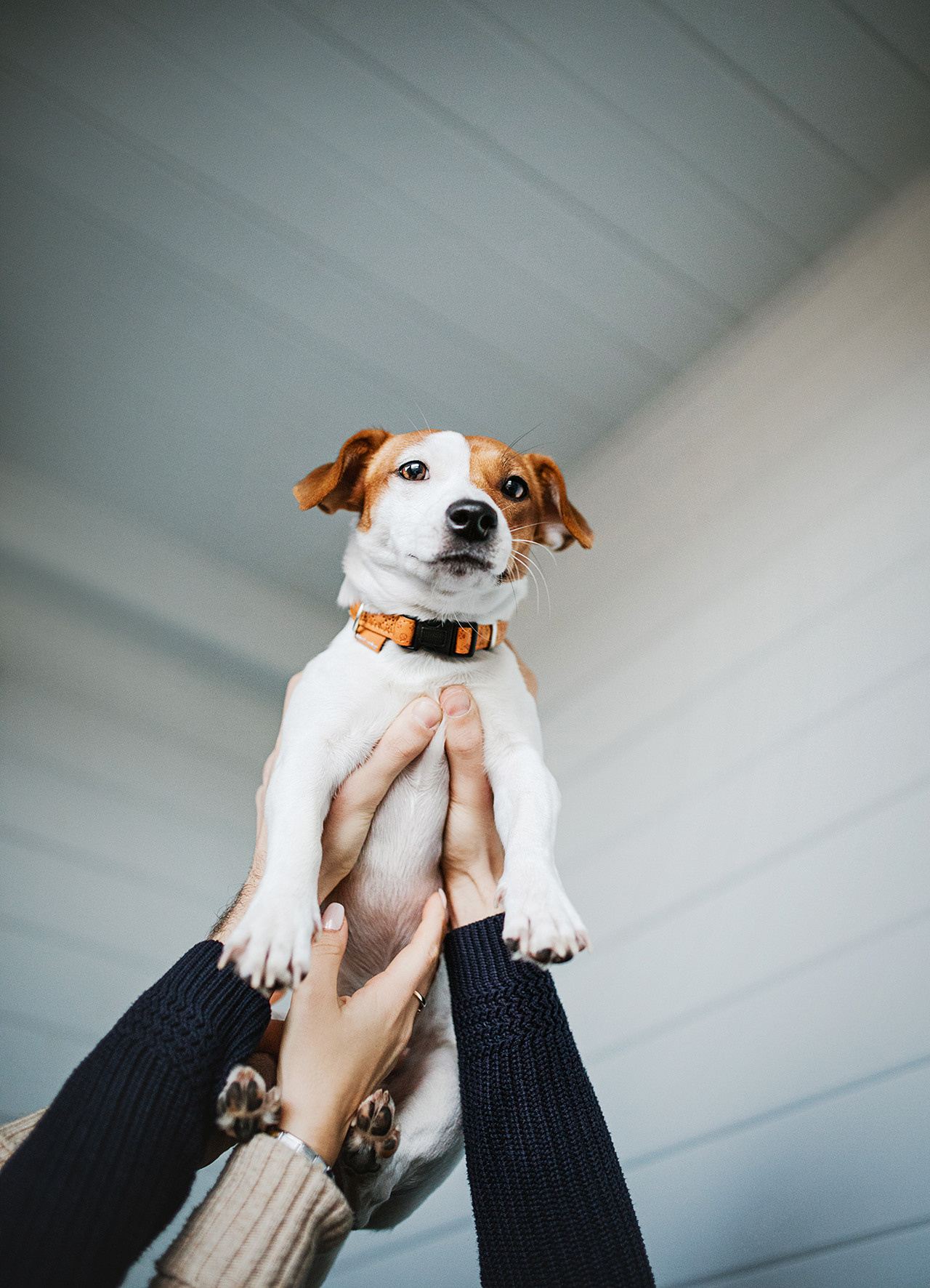Лав-стори Насти и Ромы + джек рассел Рикси. Фотограф-анималист • love-story • Санкт-Петербург