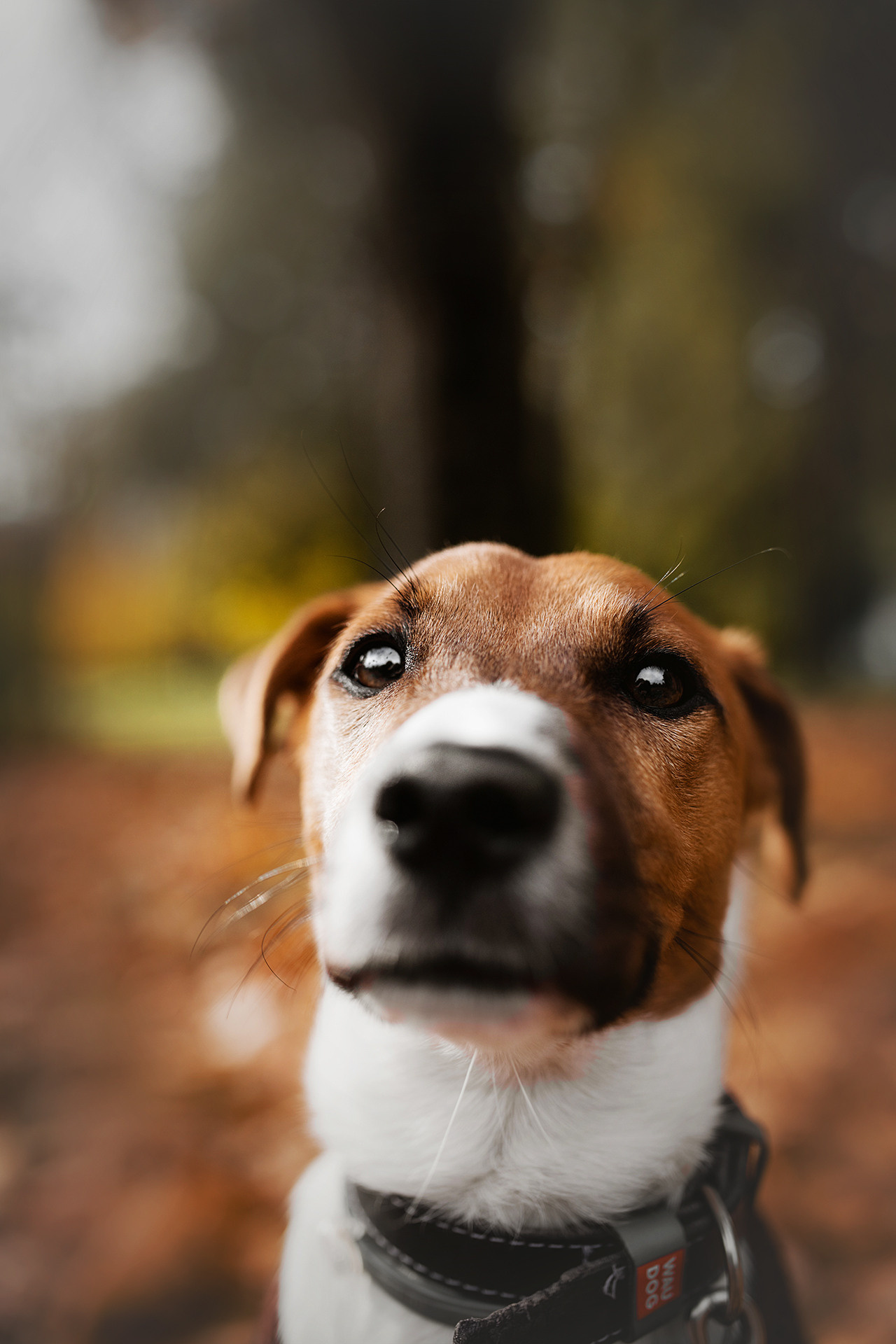 Ребята и Бумер. Фотограф-анималист • love-story • Санкт-Петербург