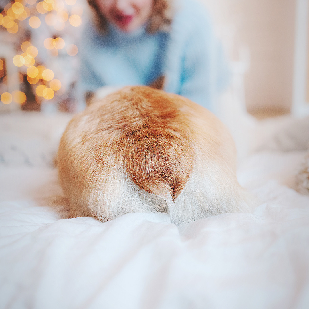 Ребята и Тимка. Фотограф-анималист • love-story • Санкт-Петербург