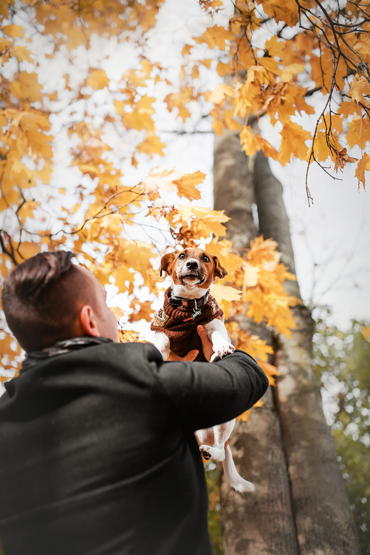 Ребята и Бумер. Фотограф-анималист • love-story • Санкт-Петербург