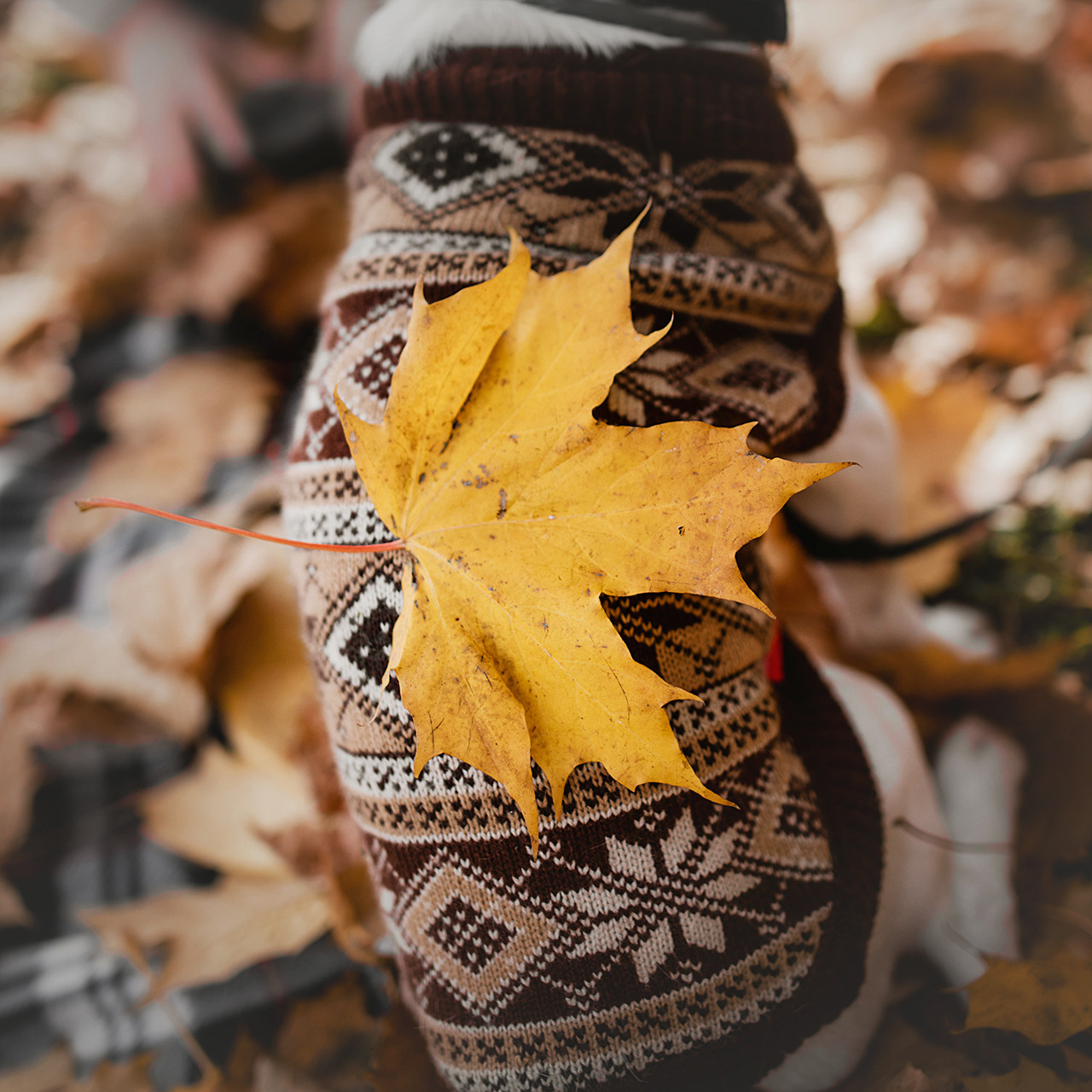 Ребята и Бумер. Фотограф-анималист • love-story • Санкт-Петербург