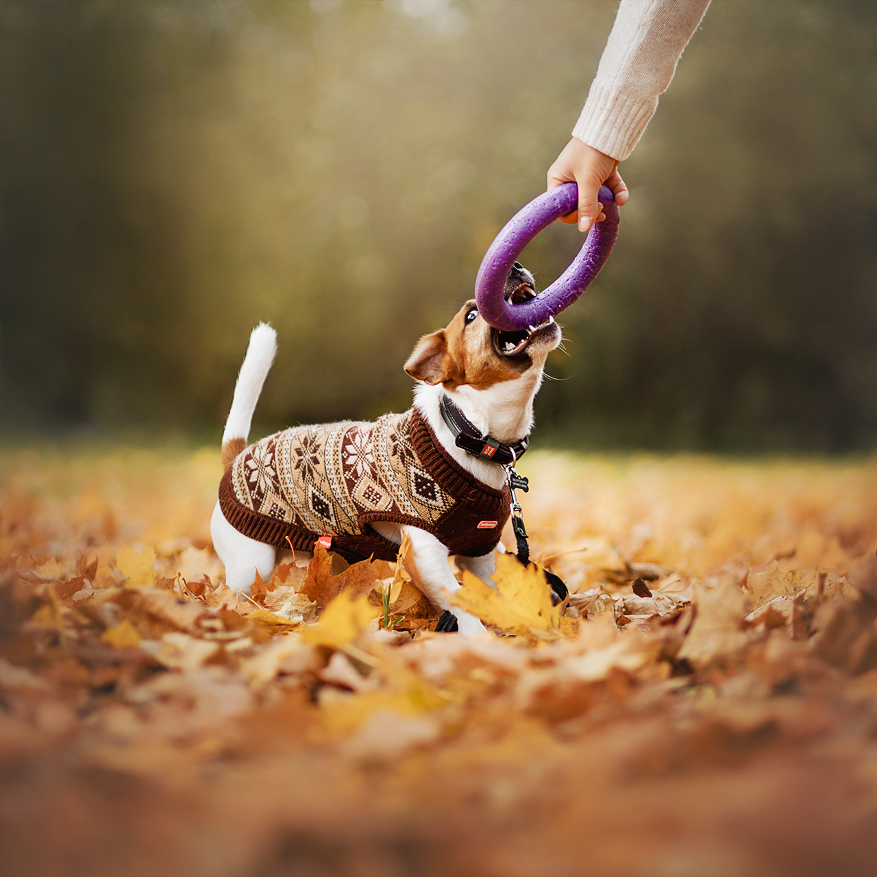 Ребята и Бумер. Фотограф-анималист • love-story • Санкт-Петербург