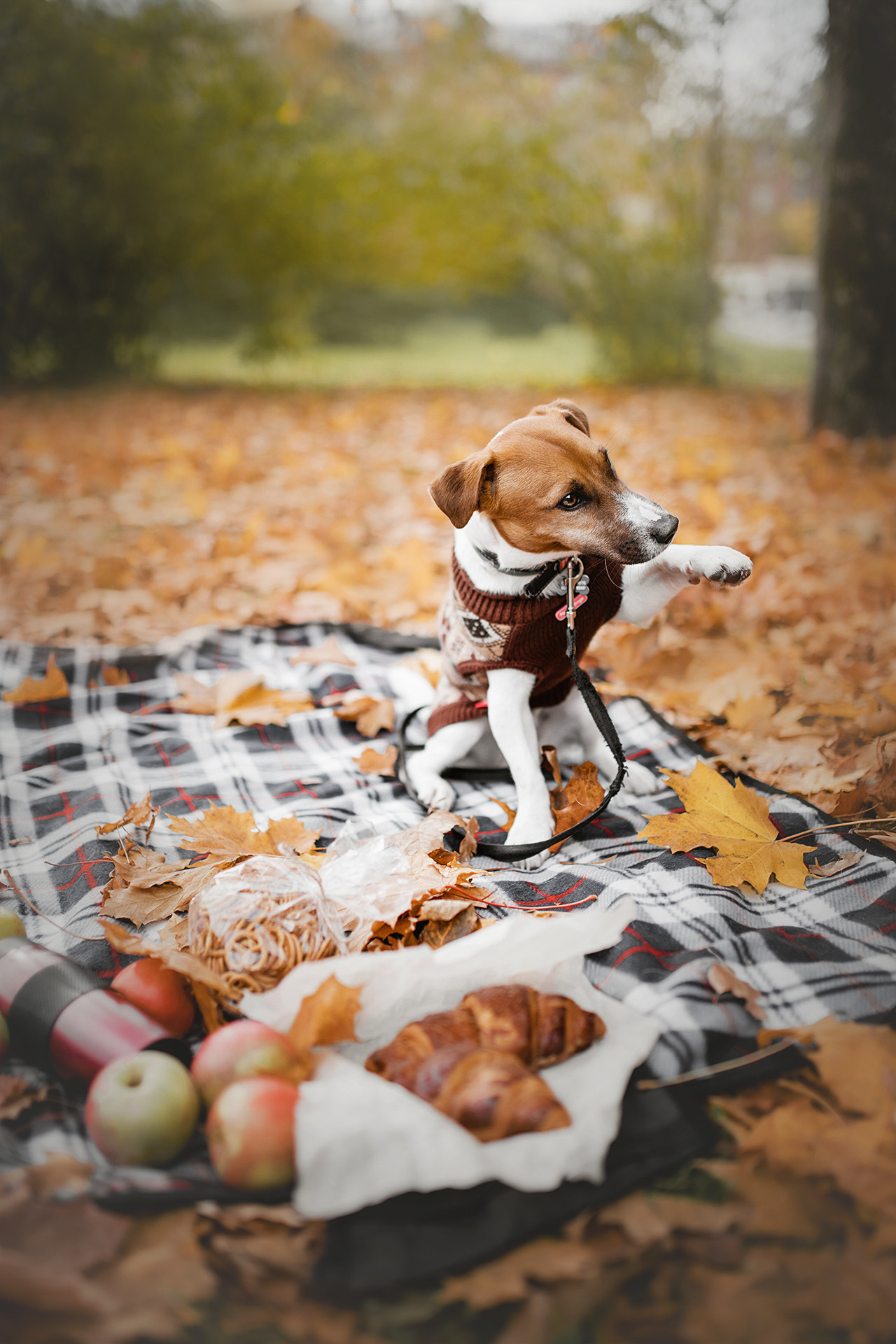 Ребята и Бумер. Фотограф-анималист • love-story • Санкт-Петербург