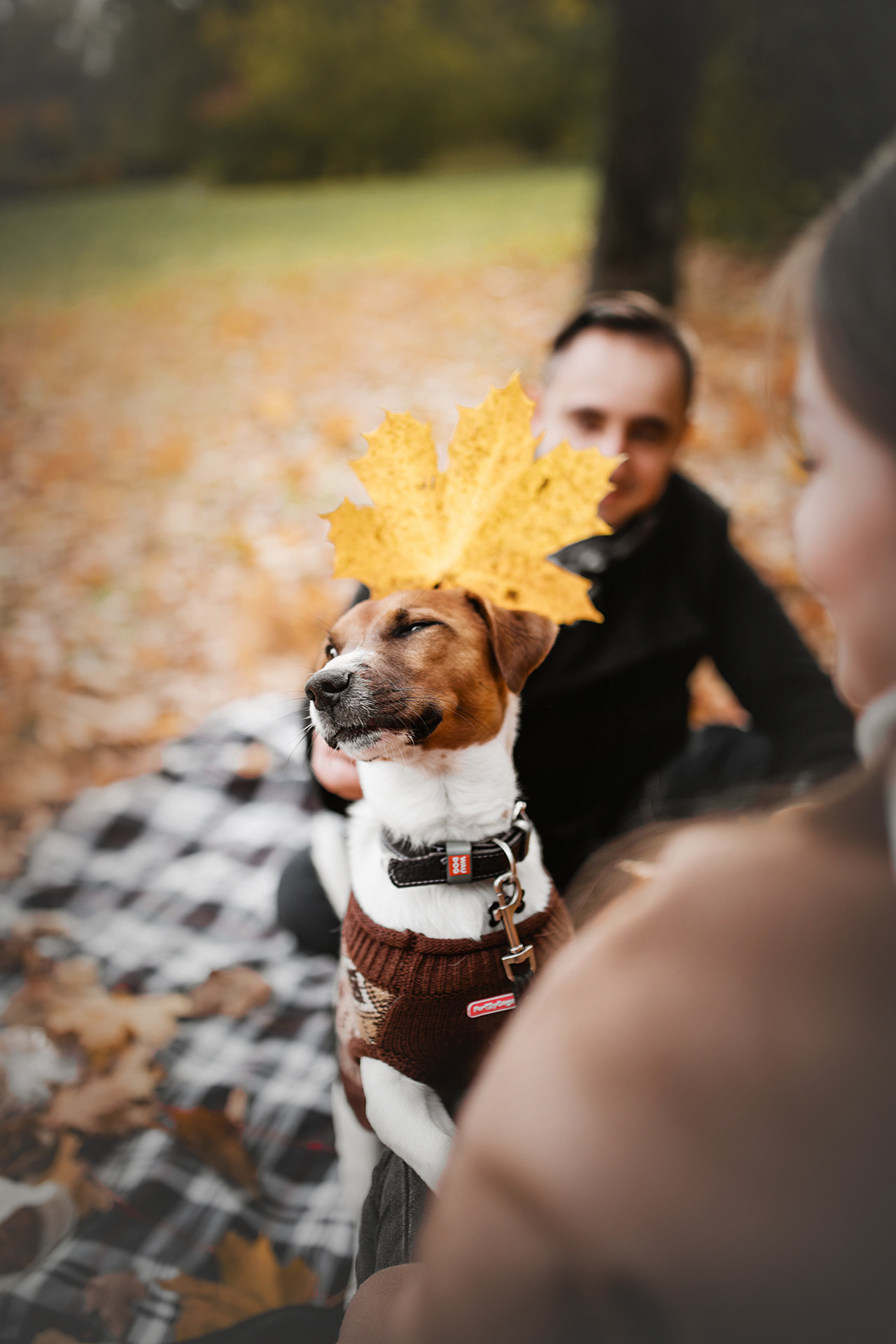 Ребята и Бумер. Фотограф-анималист • love-story • Санкт-Петербург