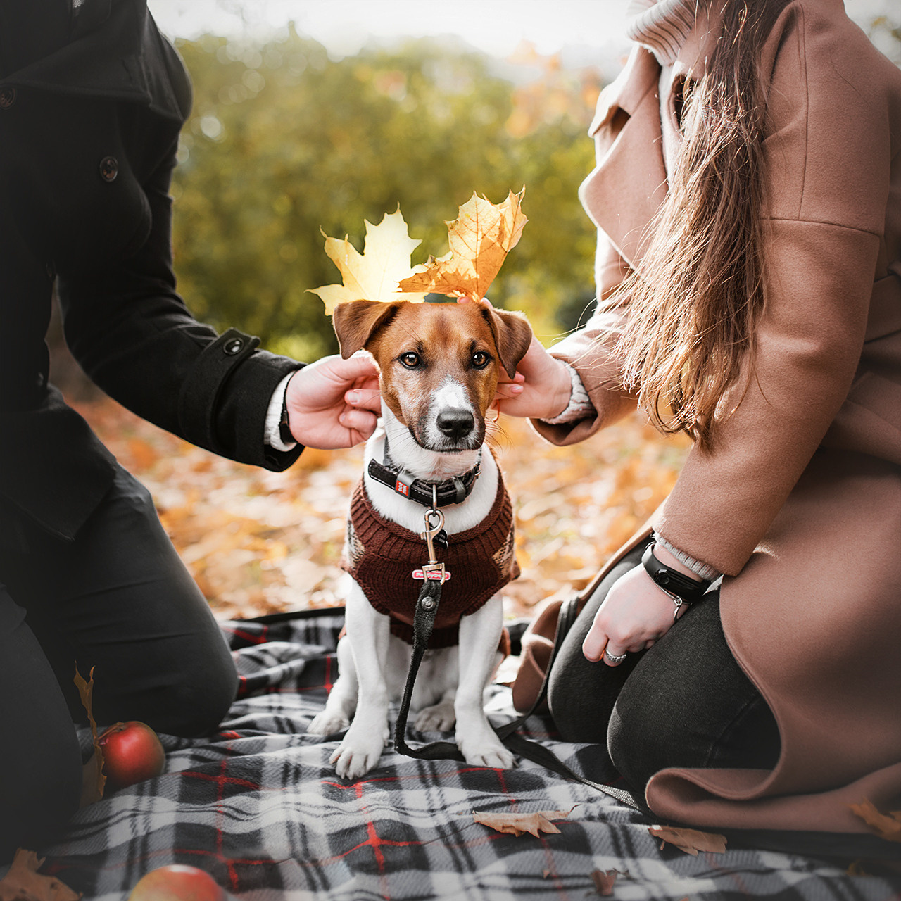 Ребята и Бумер. Фотограф-анималист • love-story • Санкт-Петербург