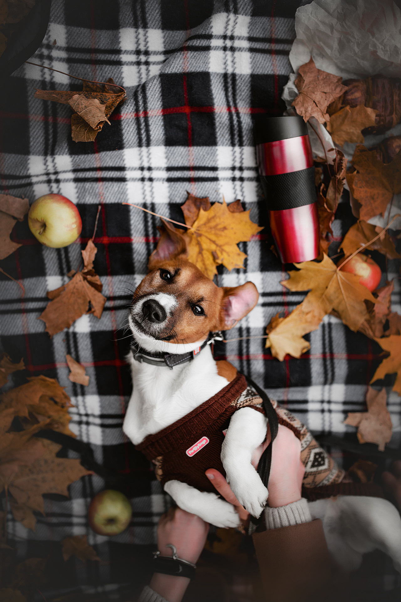 Ребята и Бумер. Фотограф-анималист • love-story • Санкт-Петербург