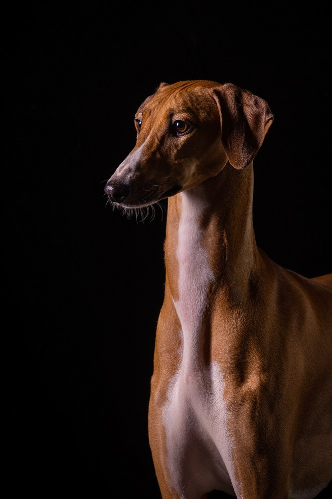 Отзыв о моей лекции о фотосъёмке собак. Фотограф-анималист Natalia Deingel | Фотосъемка собак в Москве