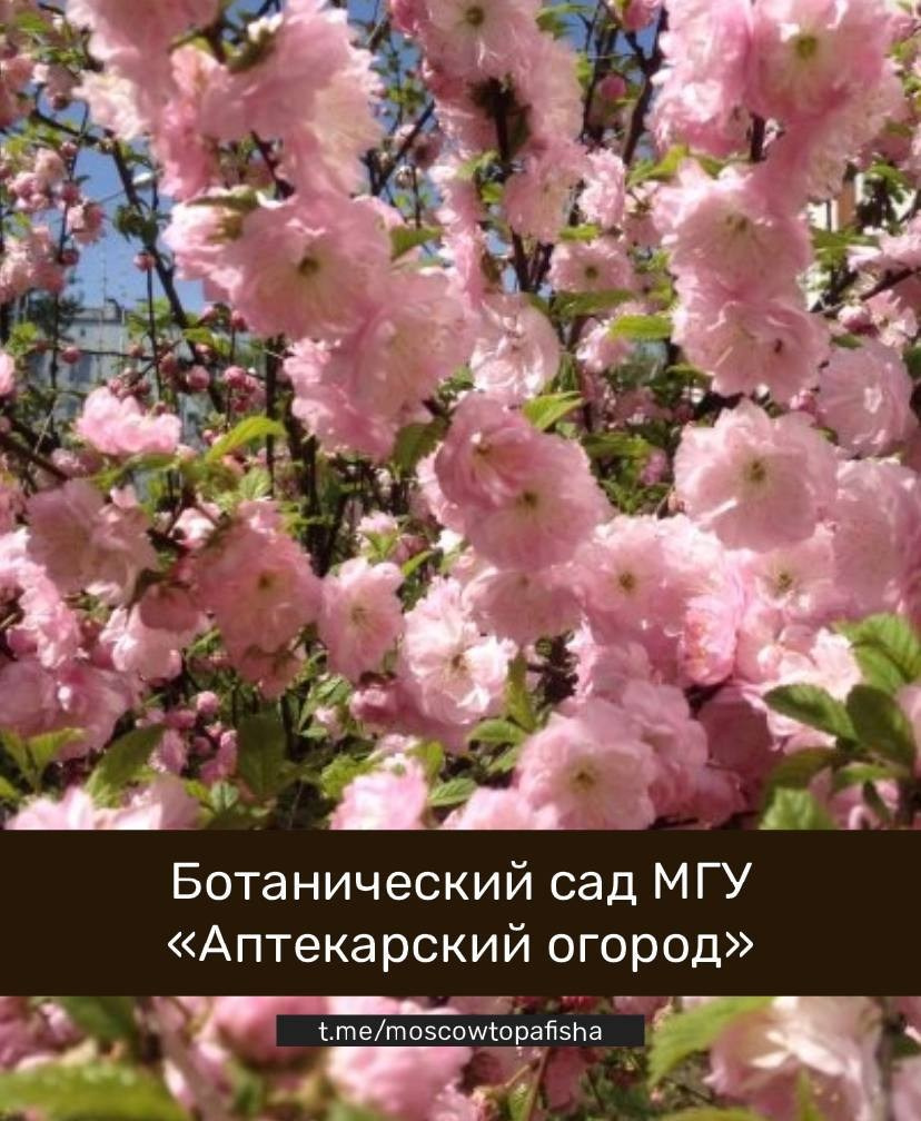 Локации для фотосессии в Москве