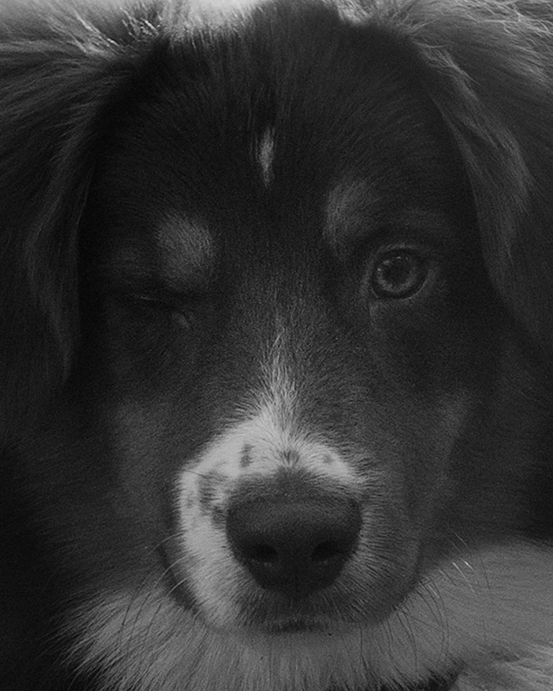 Мария и Брасс. Фотограф анималист в Москве и Санкт-Петербурге Свиридова Анна