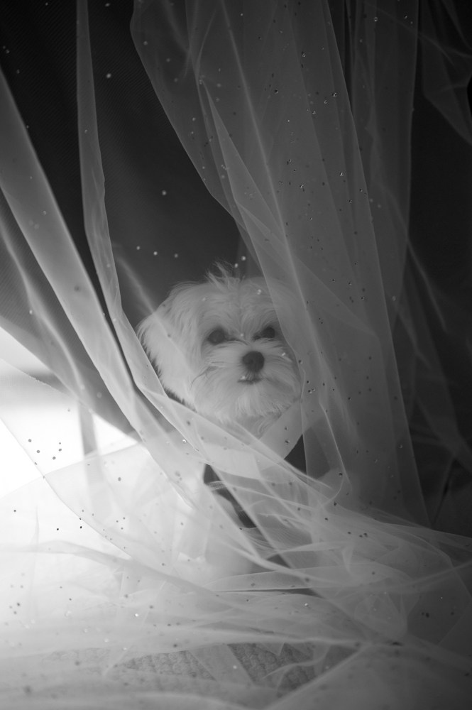 M&A. Артур Погосян — лучший свадебный фотограф России